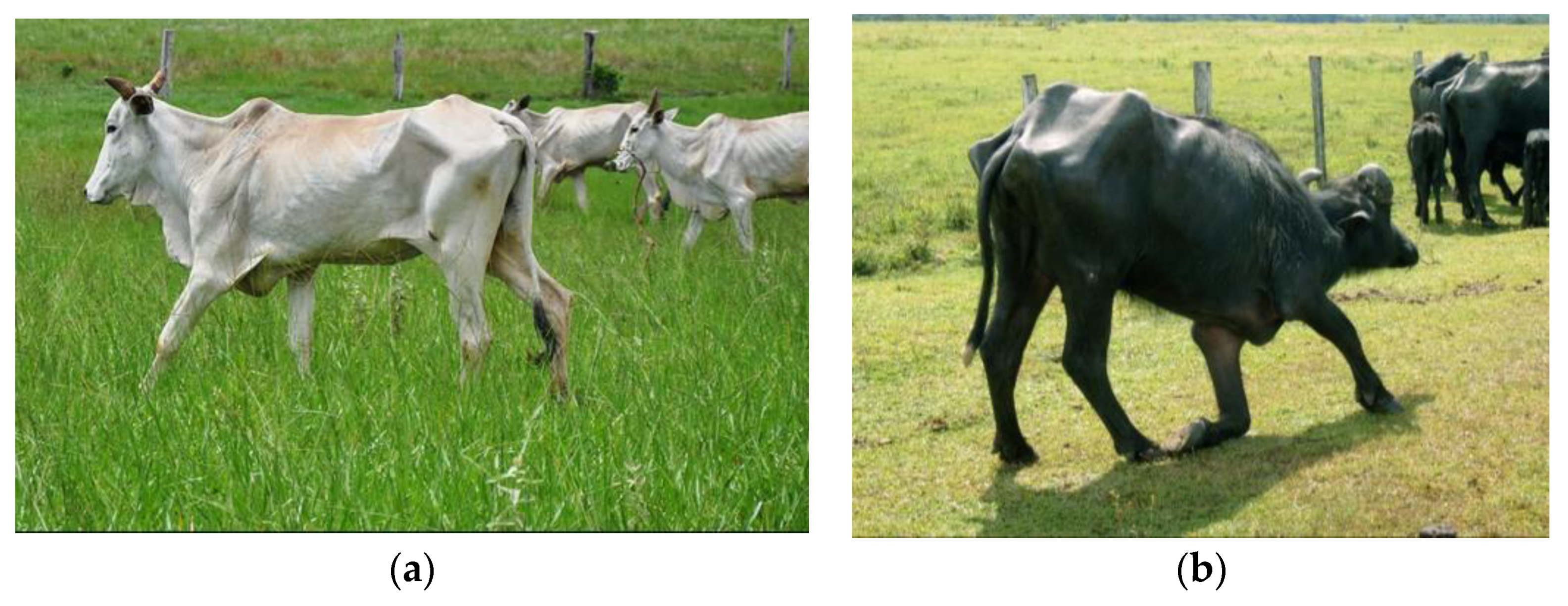 Ruminants 03 00006 g006 Ruminants 03 00006 g006