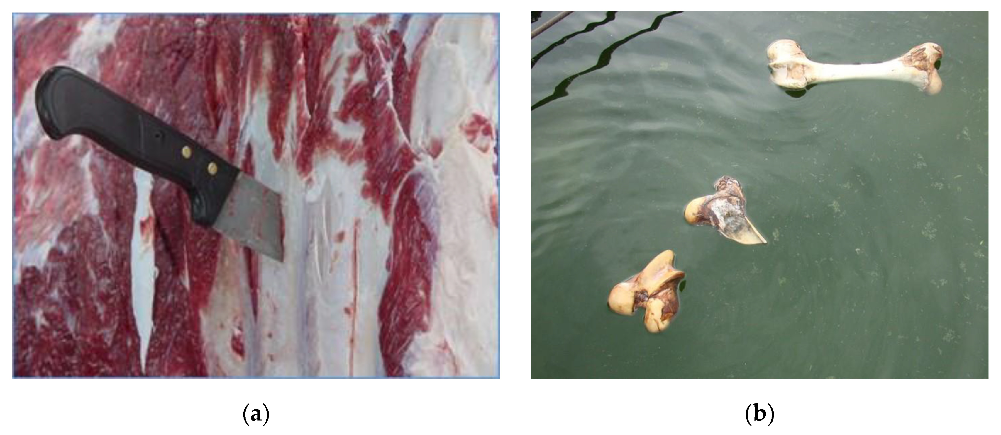 Ruminants 03 00006 g007 Ruminants 03 00006 g007