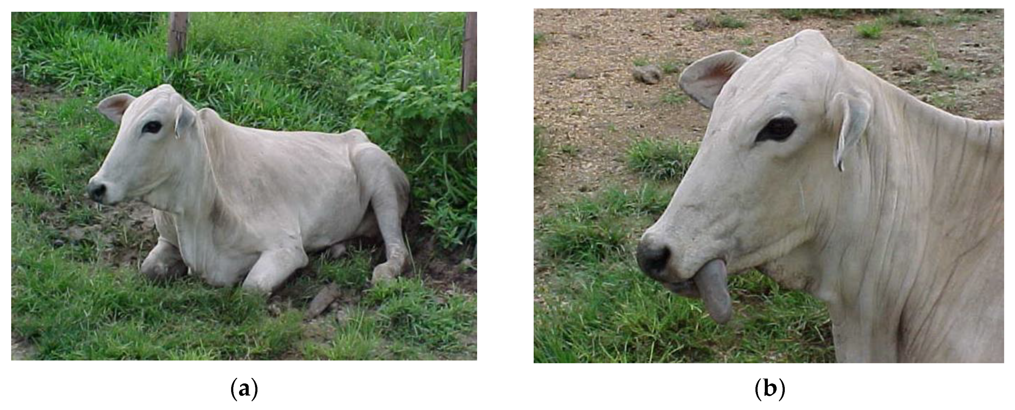 Ruminants 03 00006 g008 Ruminants 03 00006 g008