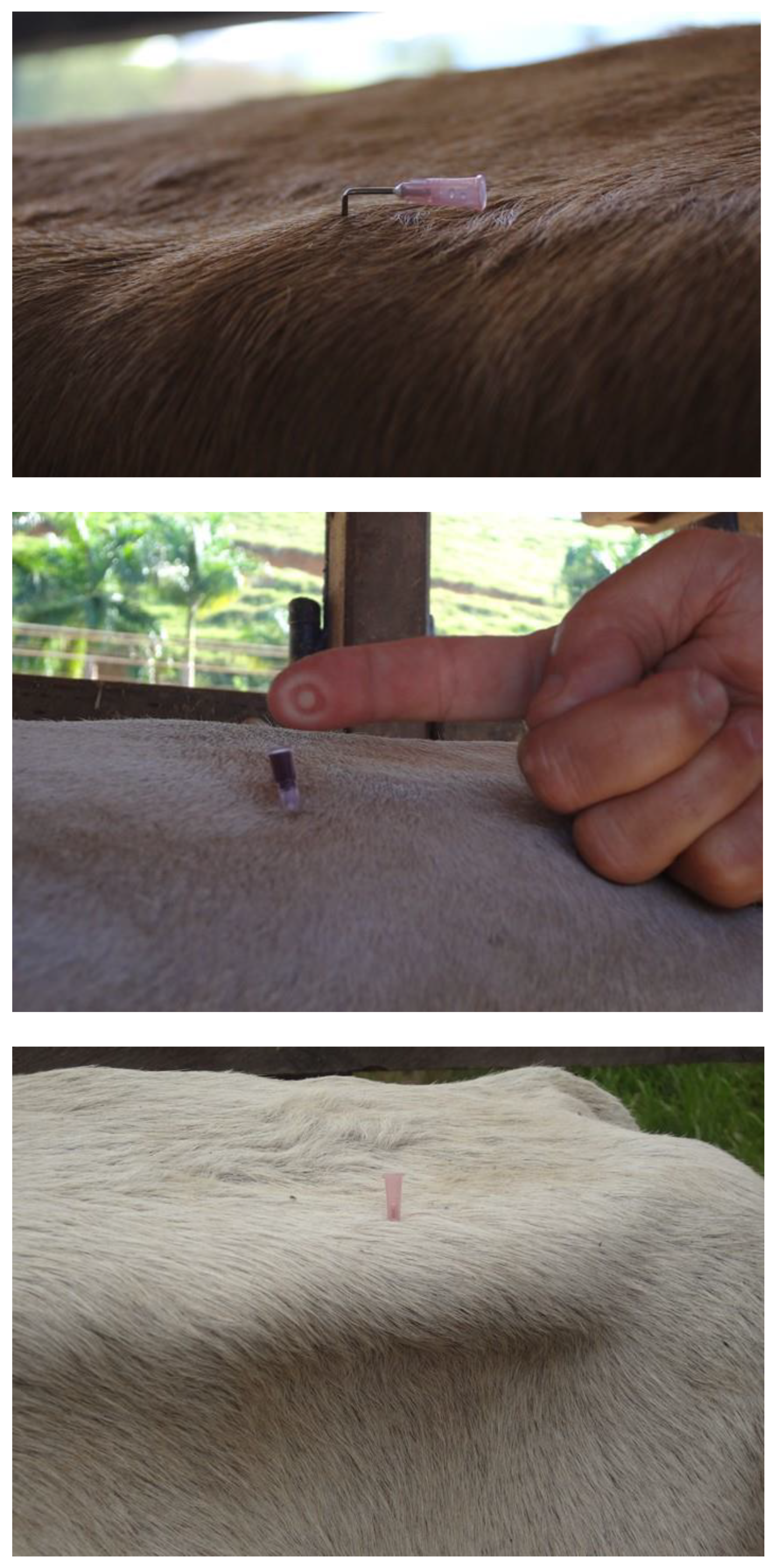 Ruminants 03 00006 g012 Ruminants 03 00006 g012