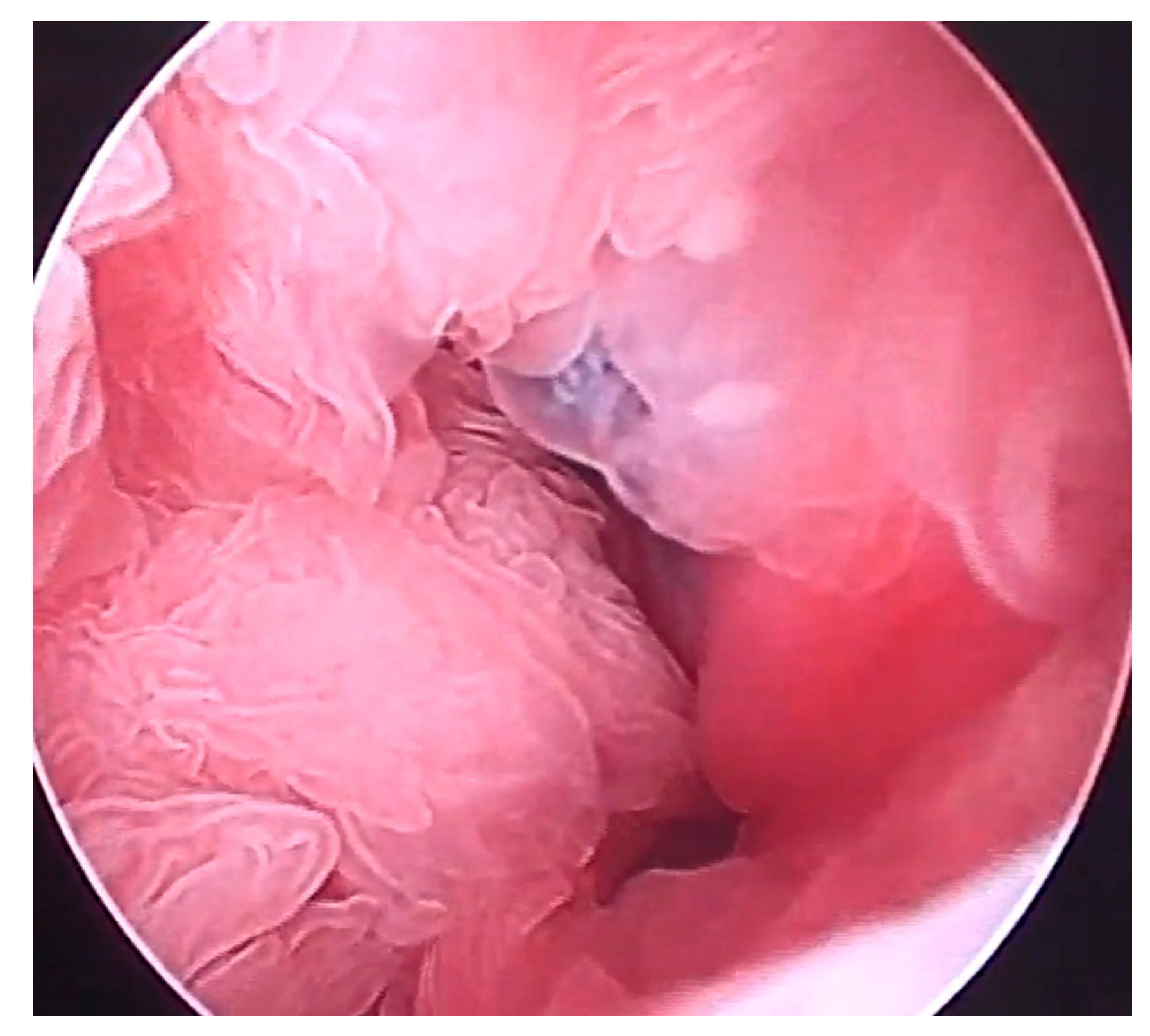 Ruminants 05 00006 g003 Ruminants 05 00006 g003