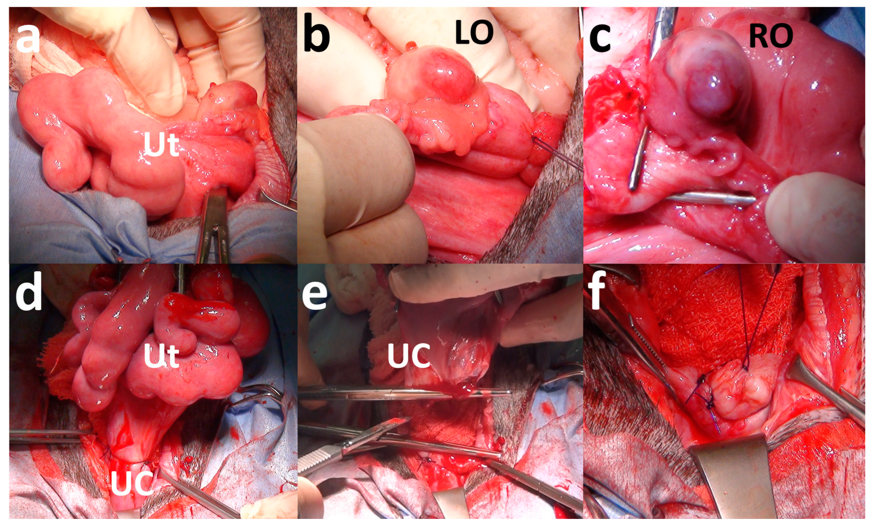 Ruminants 05 00006 g004 Ruminants 05 00006 g004