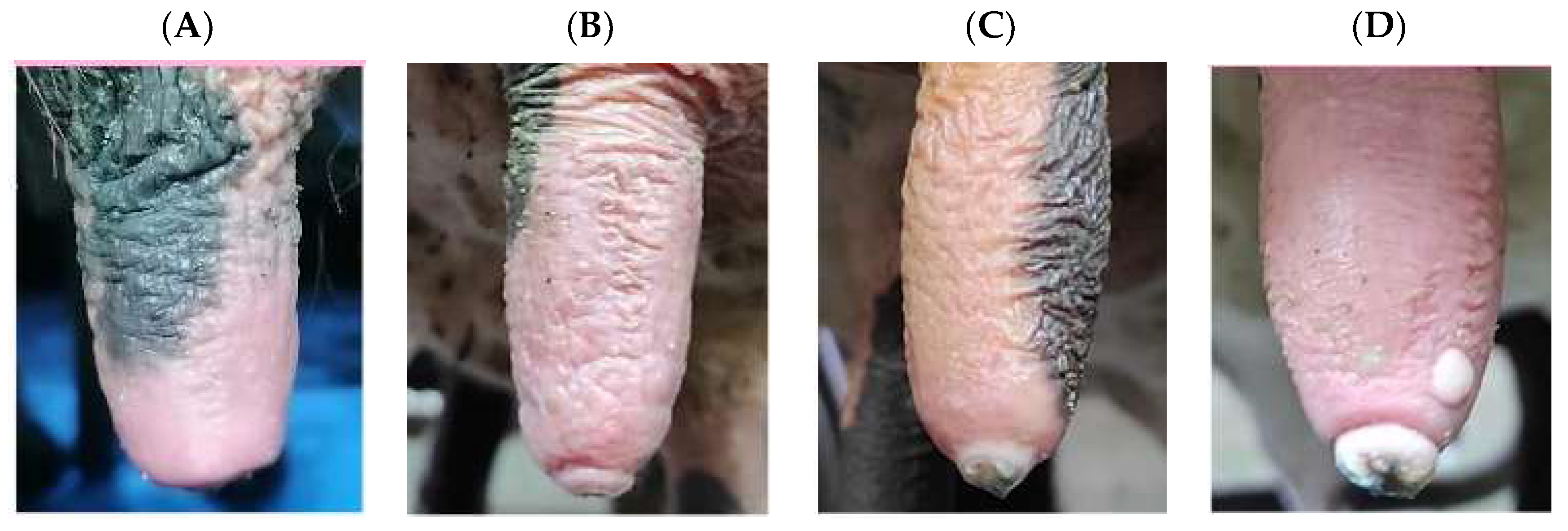 Ruminants 05 00030 g003