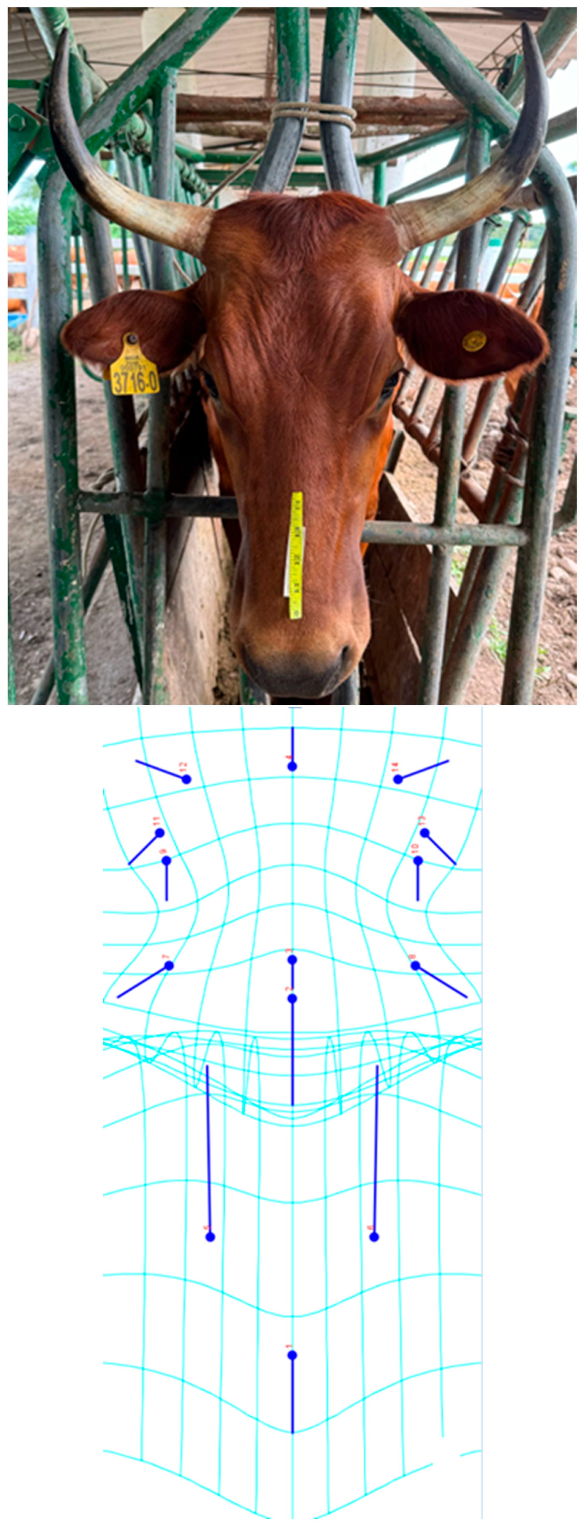 Ruminants 05 00033 g003