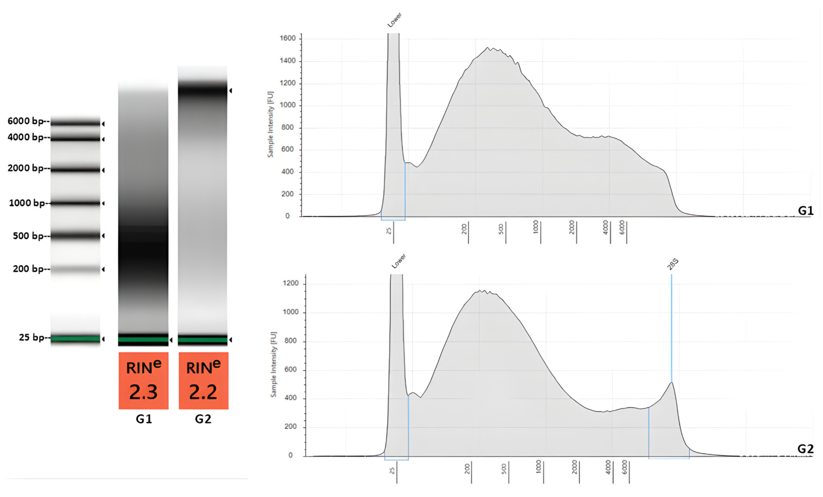 Ruminants 06 00033 g005 Ruminants 06 00033 g005