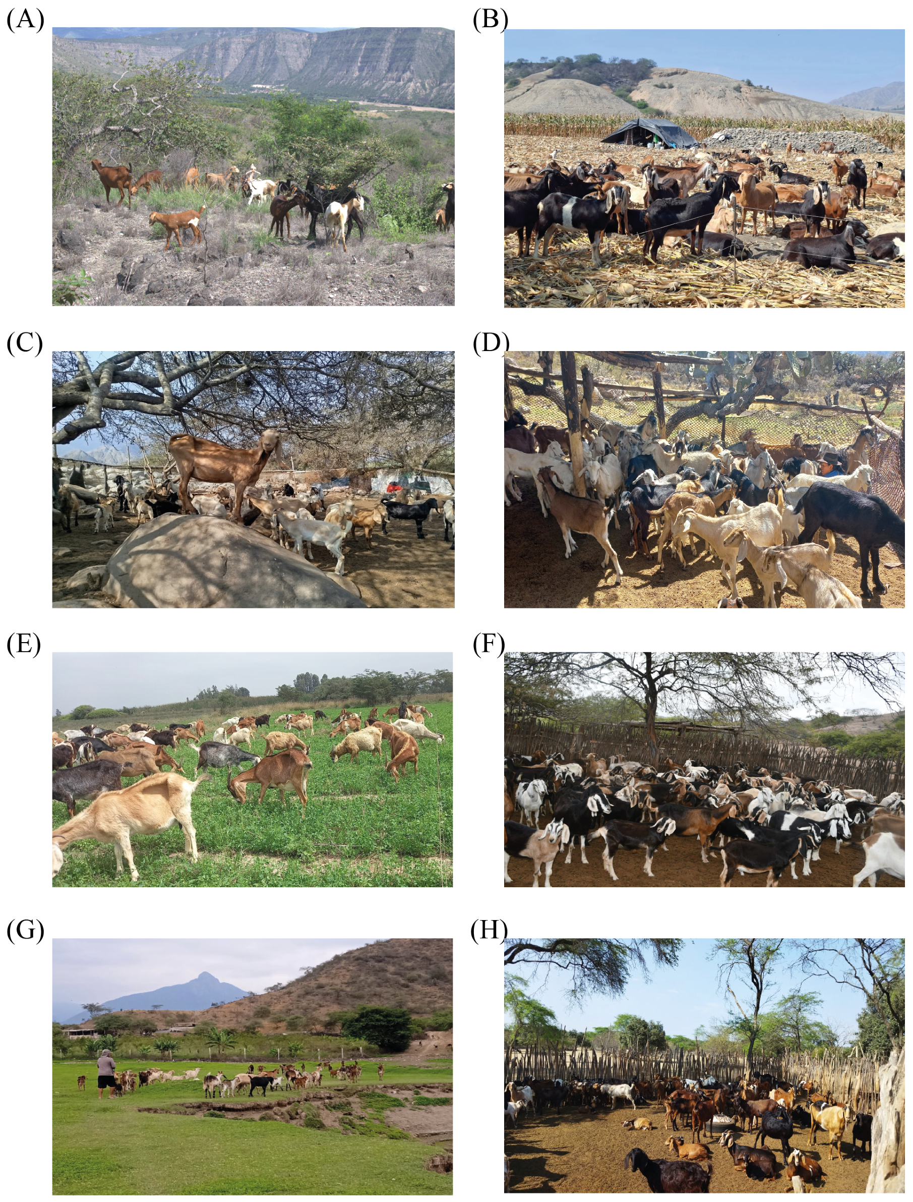 Ruminants 06 00037 g001 Ruminants 06 00037 g001