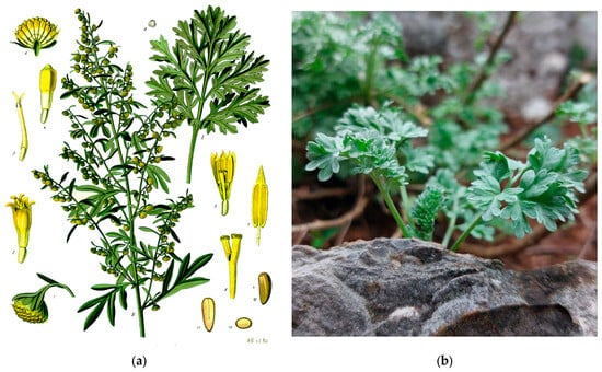 (a) An original drawing of A. absinthium from 1897 from Köhler’s Medizinal-Pflanzen. Image in the public domain taken from Wikimedia Commons; (b) A. absinthium plant at the Carsiana Botanical Garden in Sgonico, Trieste, Italy. Photograph taken by the authors.