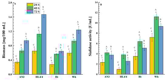 Biomass accumulation (A) and sialidase activity (B) of P. griseofulvum P29 grown in different media: AN3, HL4/4, Ht (Hottinger broth), Wh (lyophilized whey). The data show the average of three independent experiments with two parallel runs, with error bars representing the standard deviation (n = 6). Different capitalized letters (A, B, C) indicate significant differences (p < 0.05) between all samples within a medium, while the different lowercase letters (a, b, c, d) indicate significant differences (p < 0.05) between the same samples in all tested media at each point time. Statistical analysis was performed using one-way ANOVA followed by Tukey’s post hoc test within each experimental context (p ≤ 0.05).