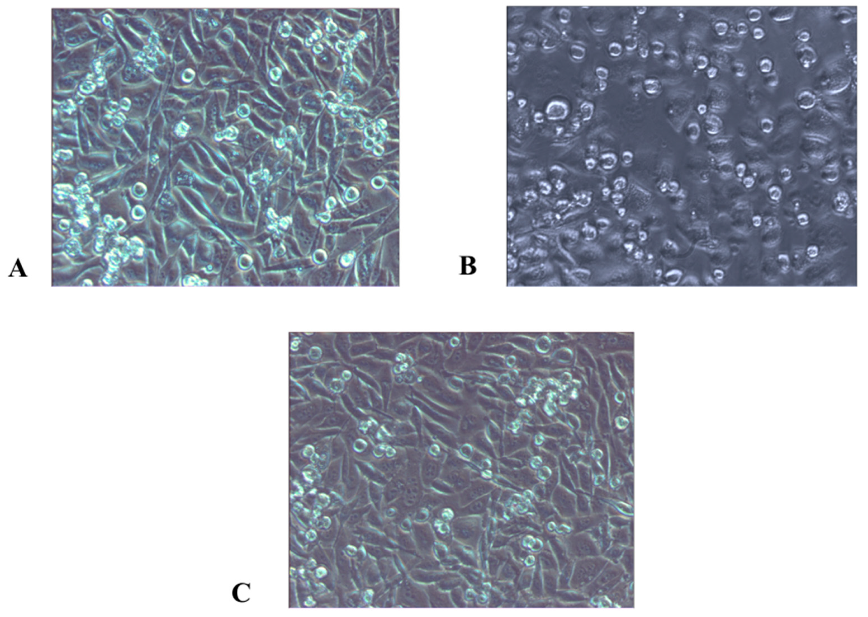 Sci 08 00055 g004 Sci 08 00055 g004