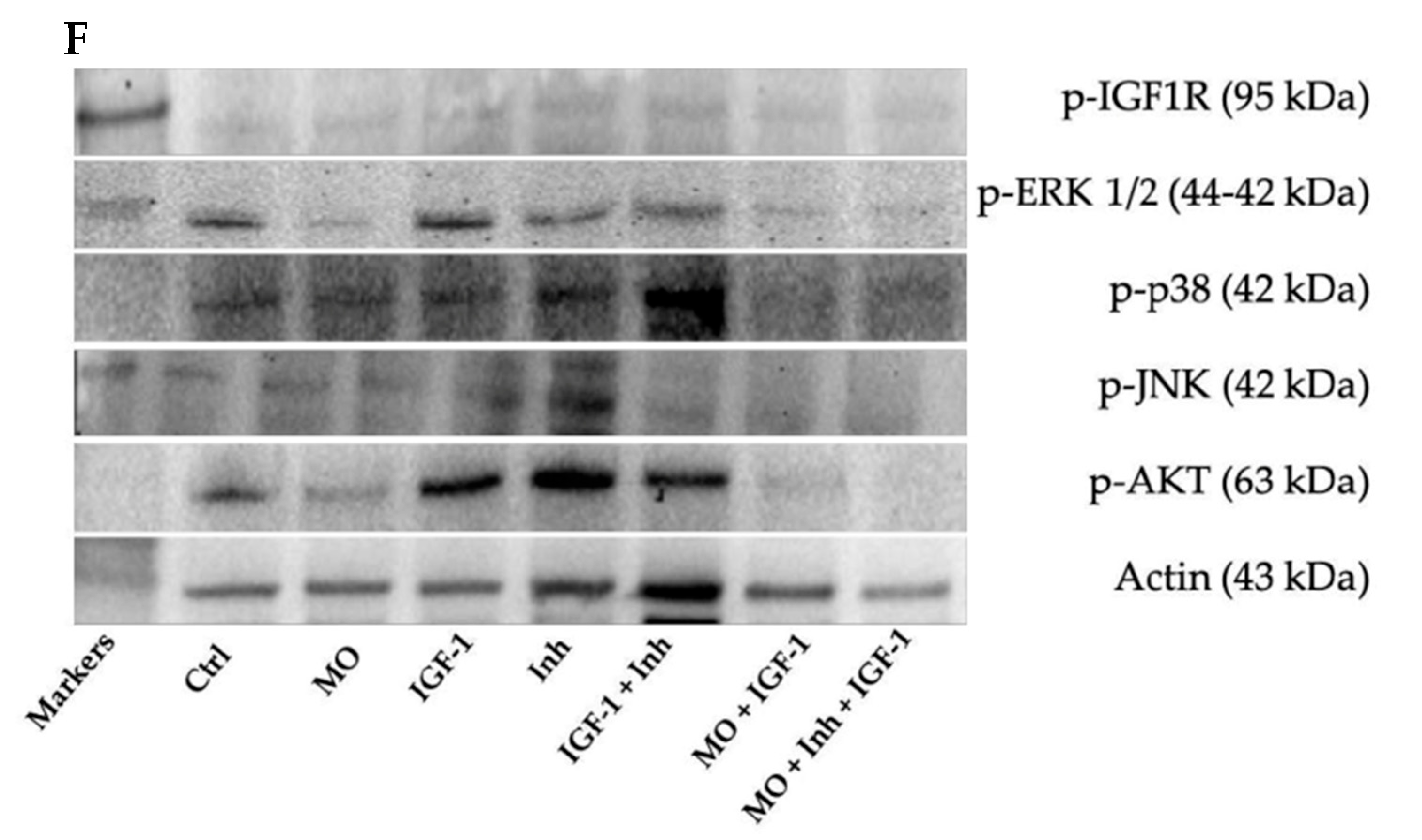 Sci 08 00055 g012b Sci 08 00055 g012b