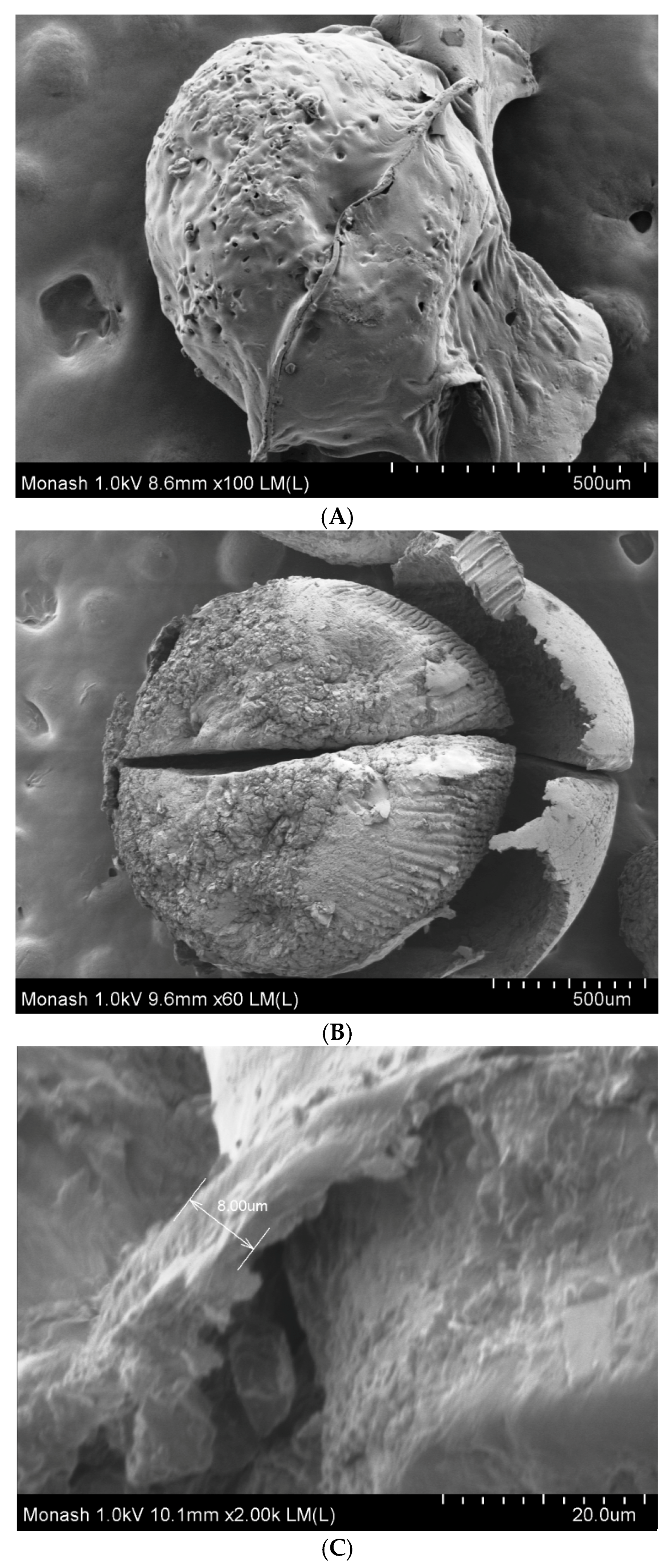 Scipharm 86 00024 g004