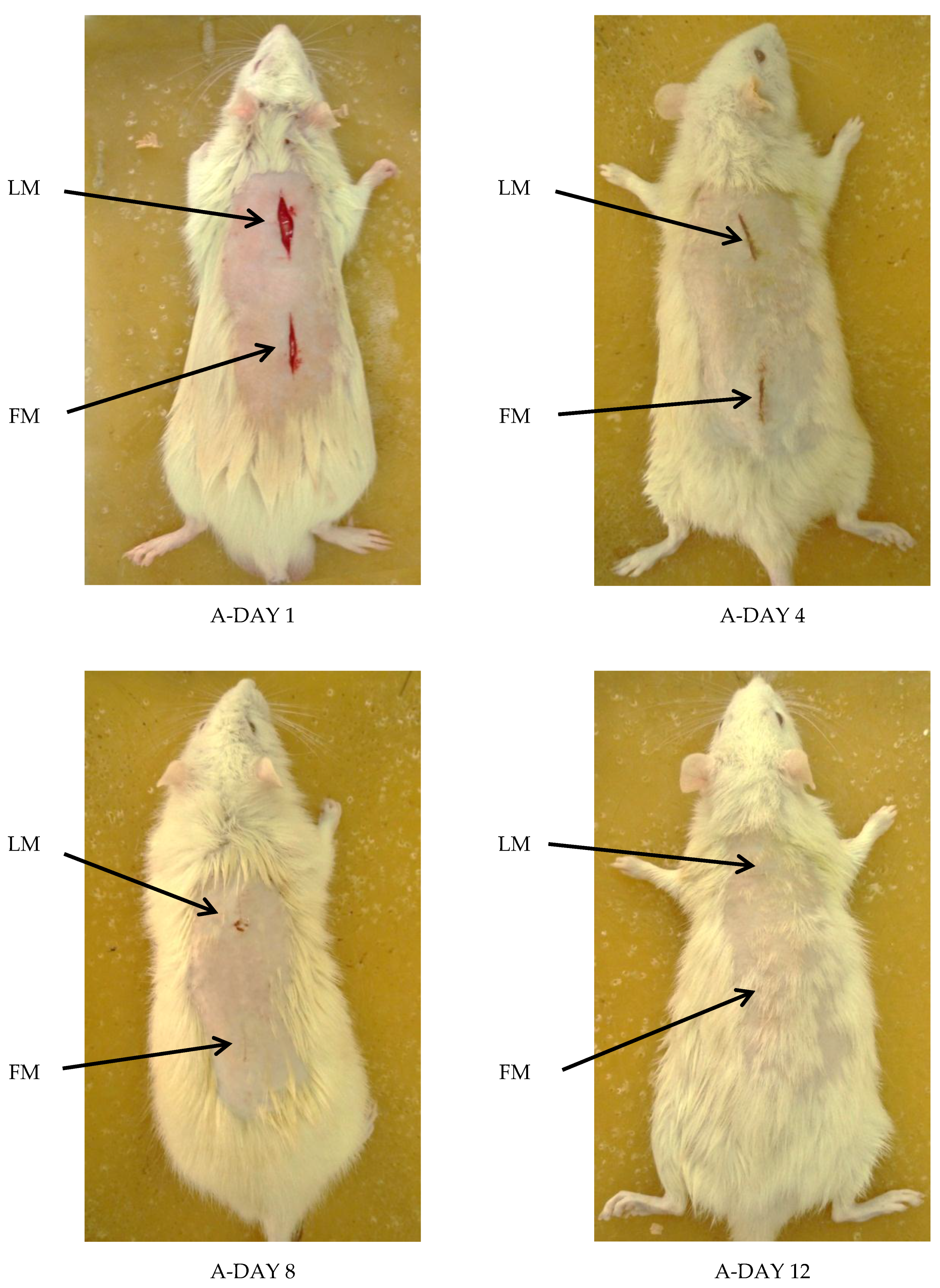 Scipharm 86 00045 g006