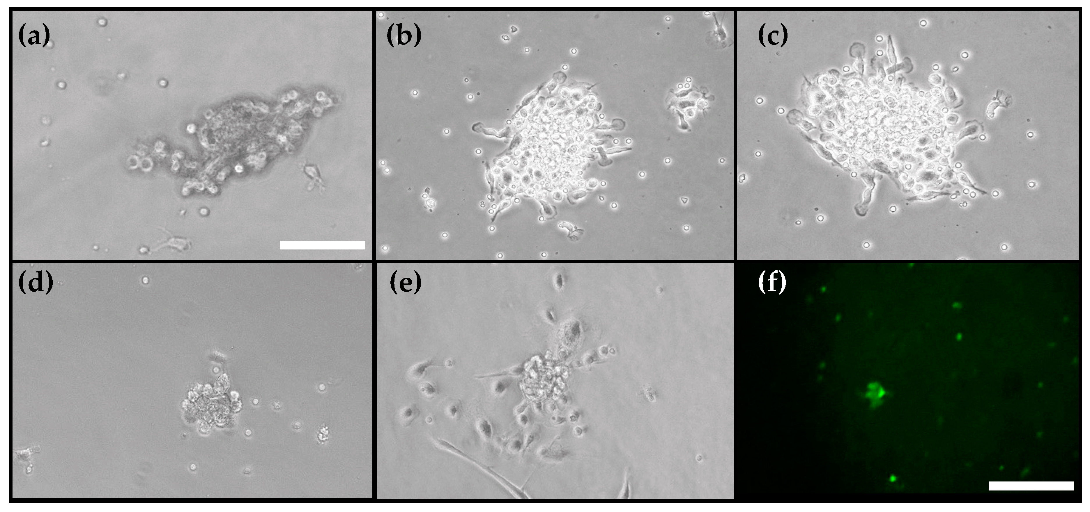 Scipharm 87 00016 g004