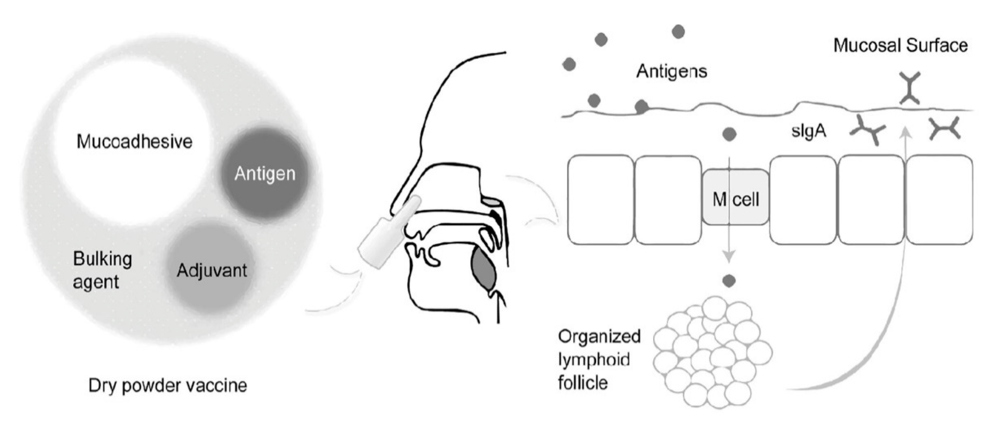 Scipharm 87 00027 g002