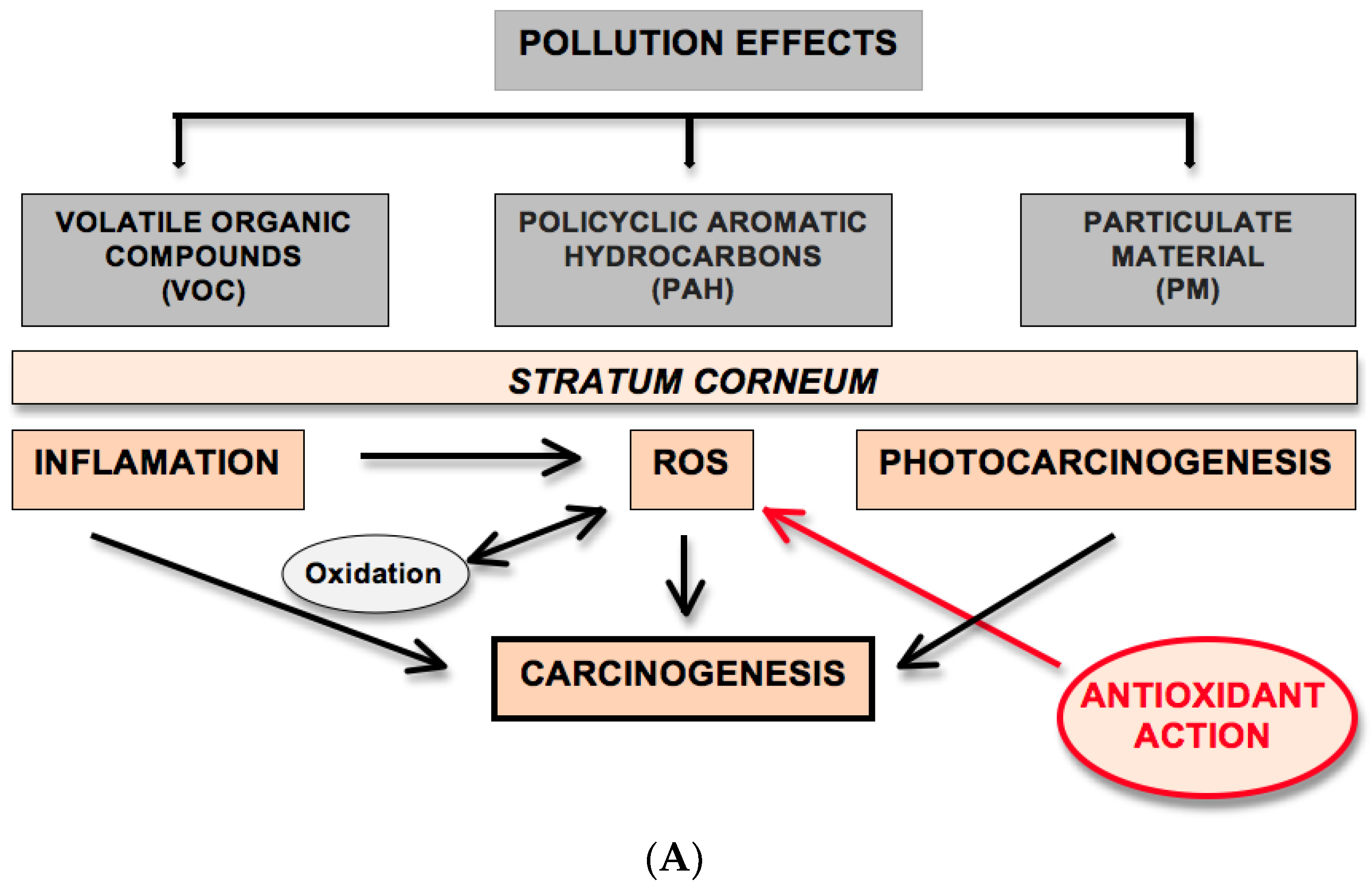 Scipharm 88 00027 g001a