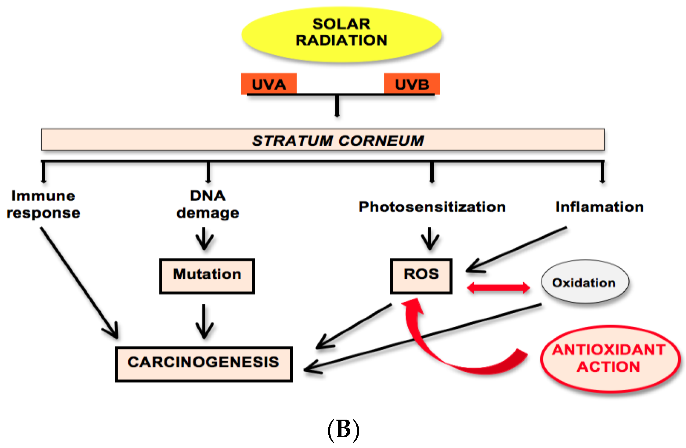 Scipharm 88 00027 g001b