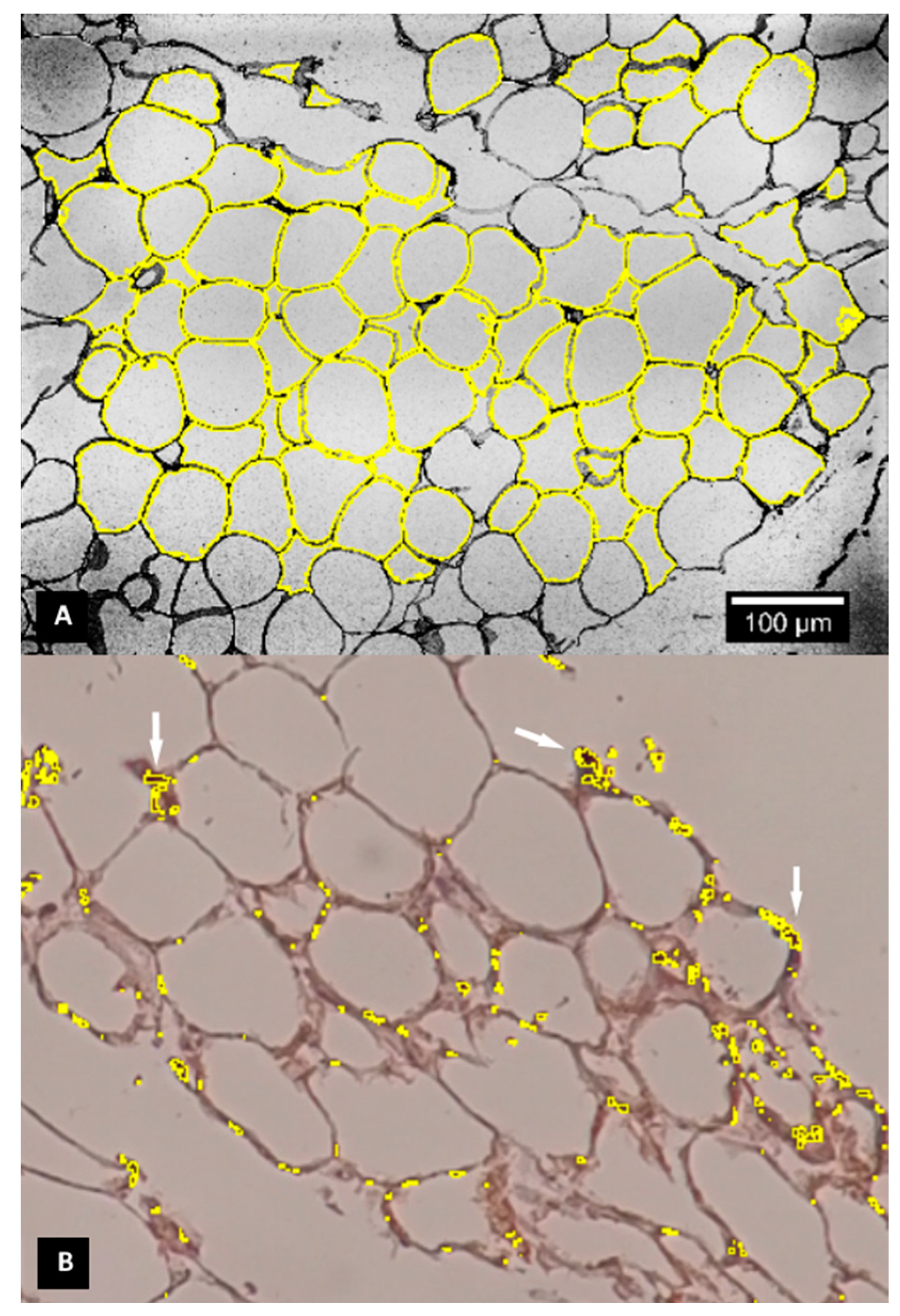 Scipharm 88 00050 g001