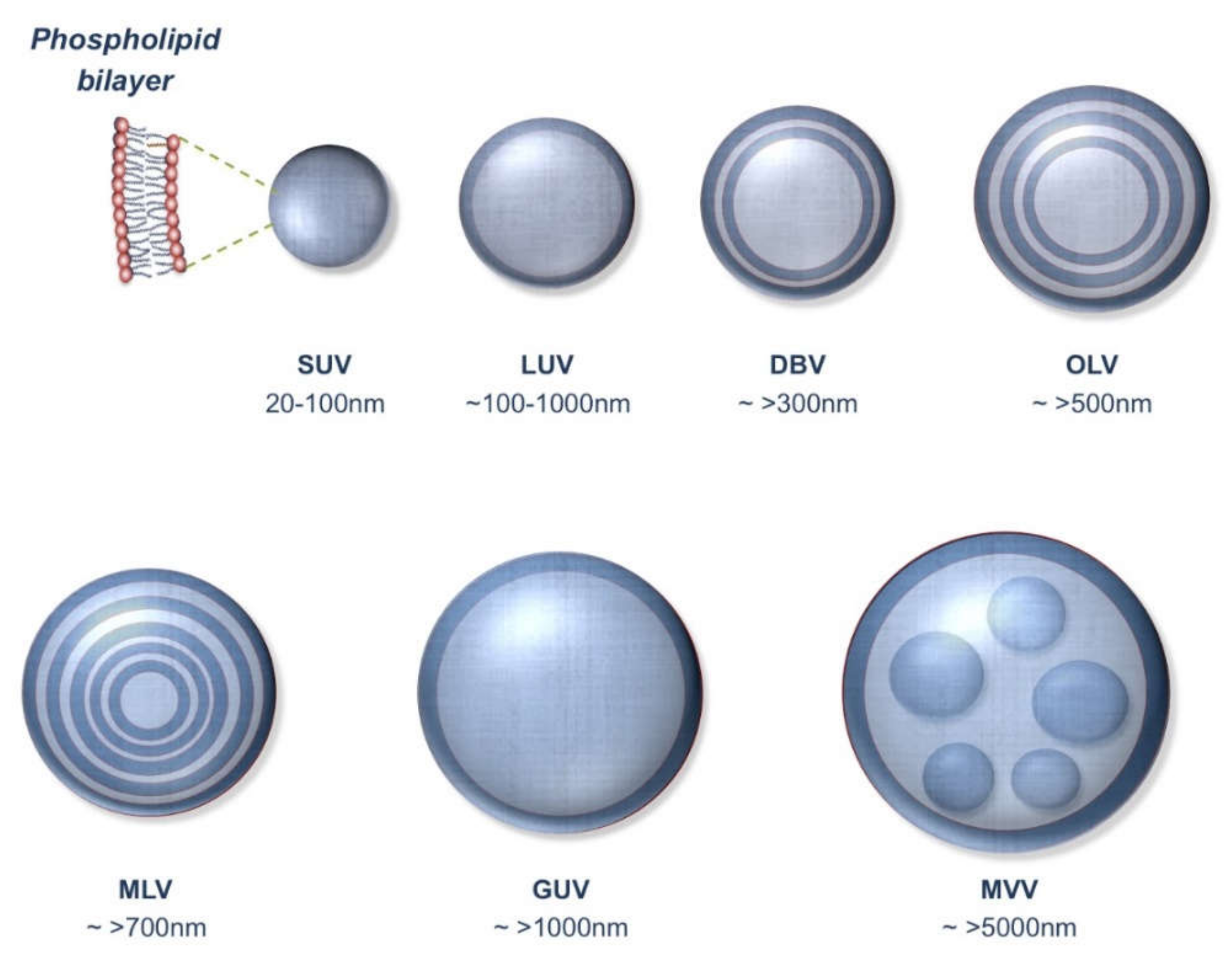 Scipharm 89 00015 g002
