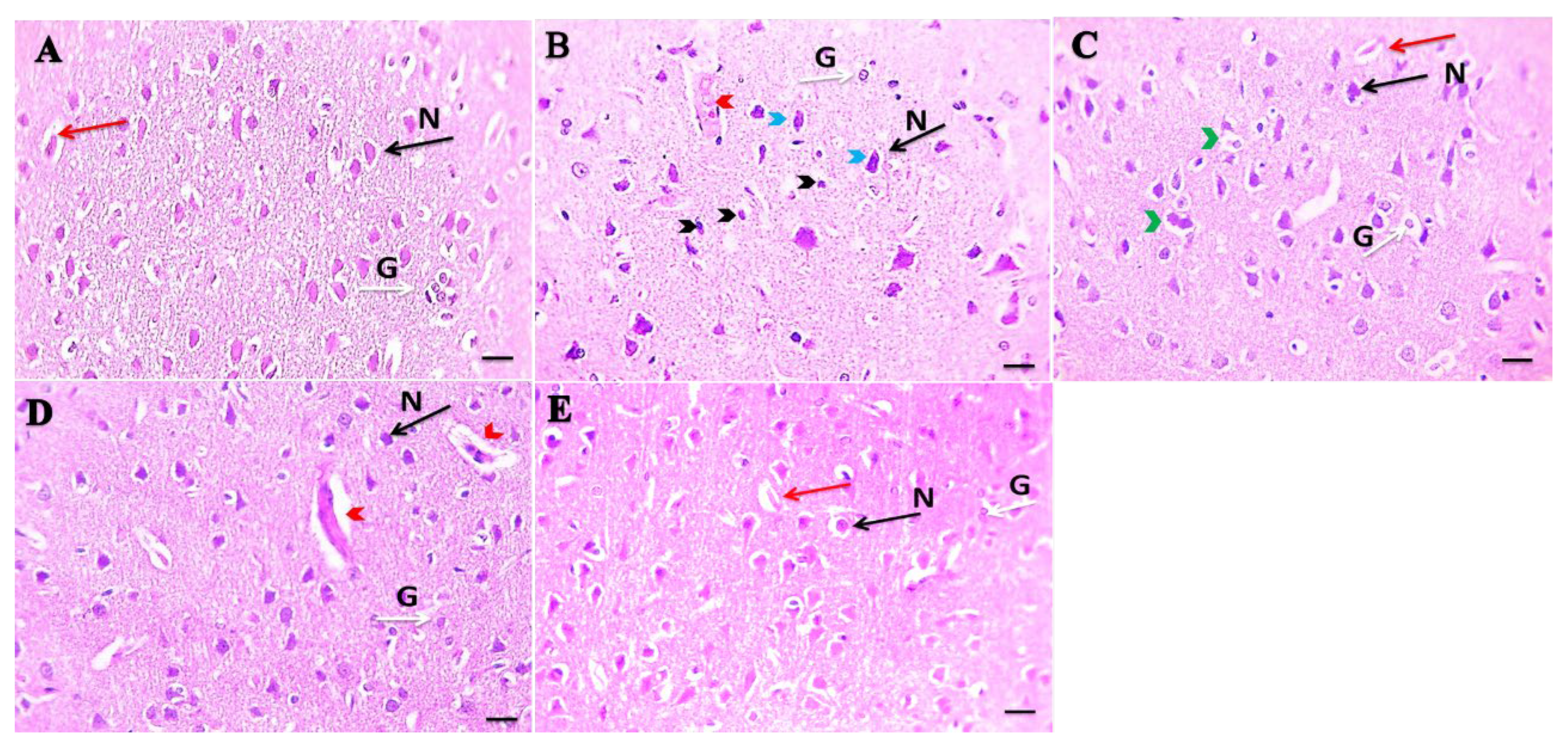 Scipharm 89 00041 g002