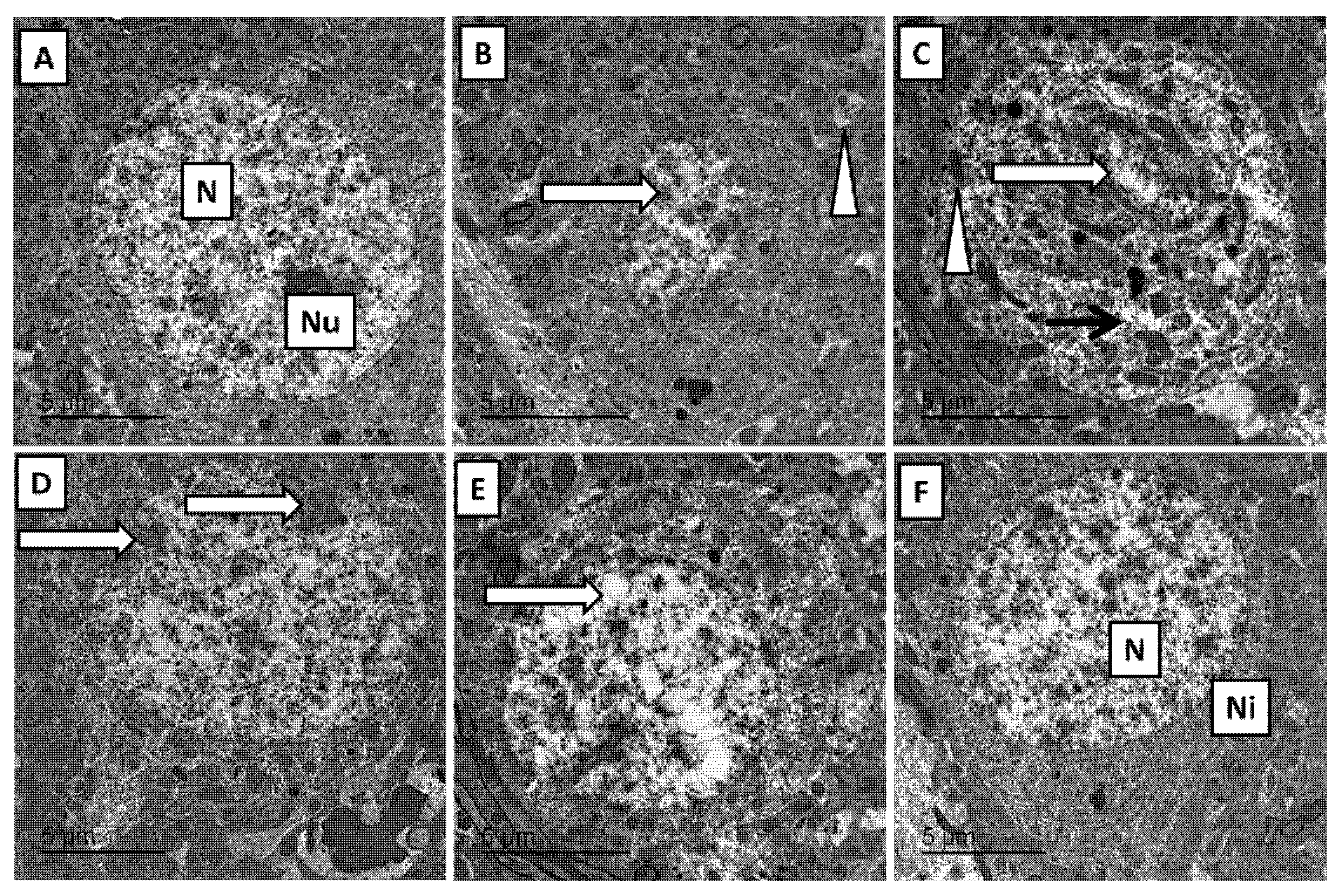 Scipharm 89 00041 g003