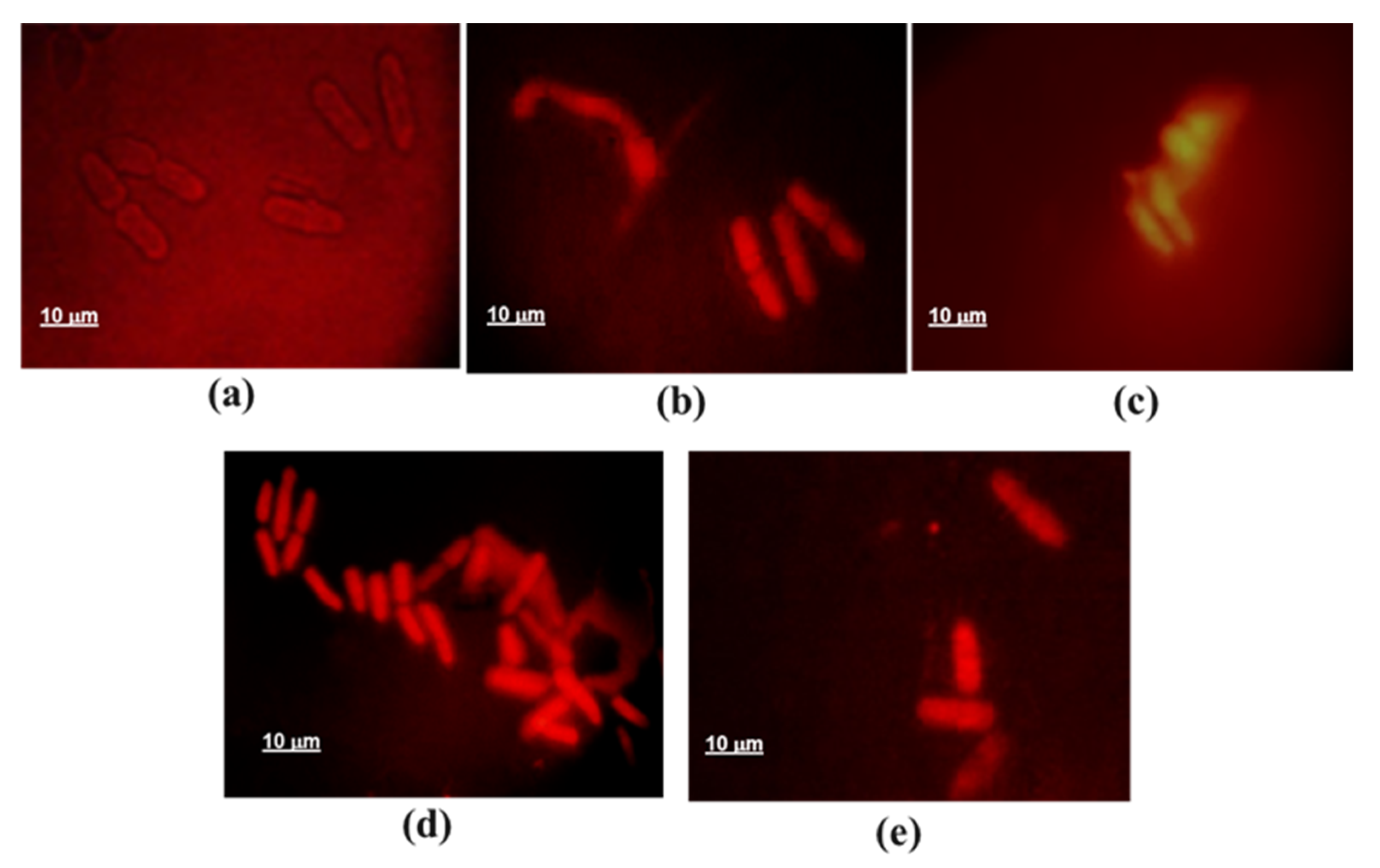 Scipharm 89 00045 g005