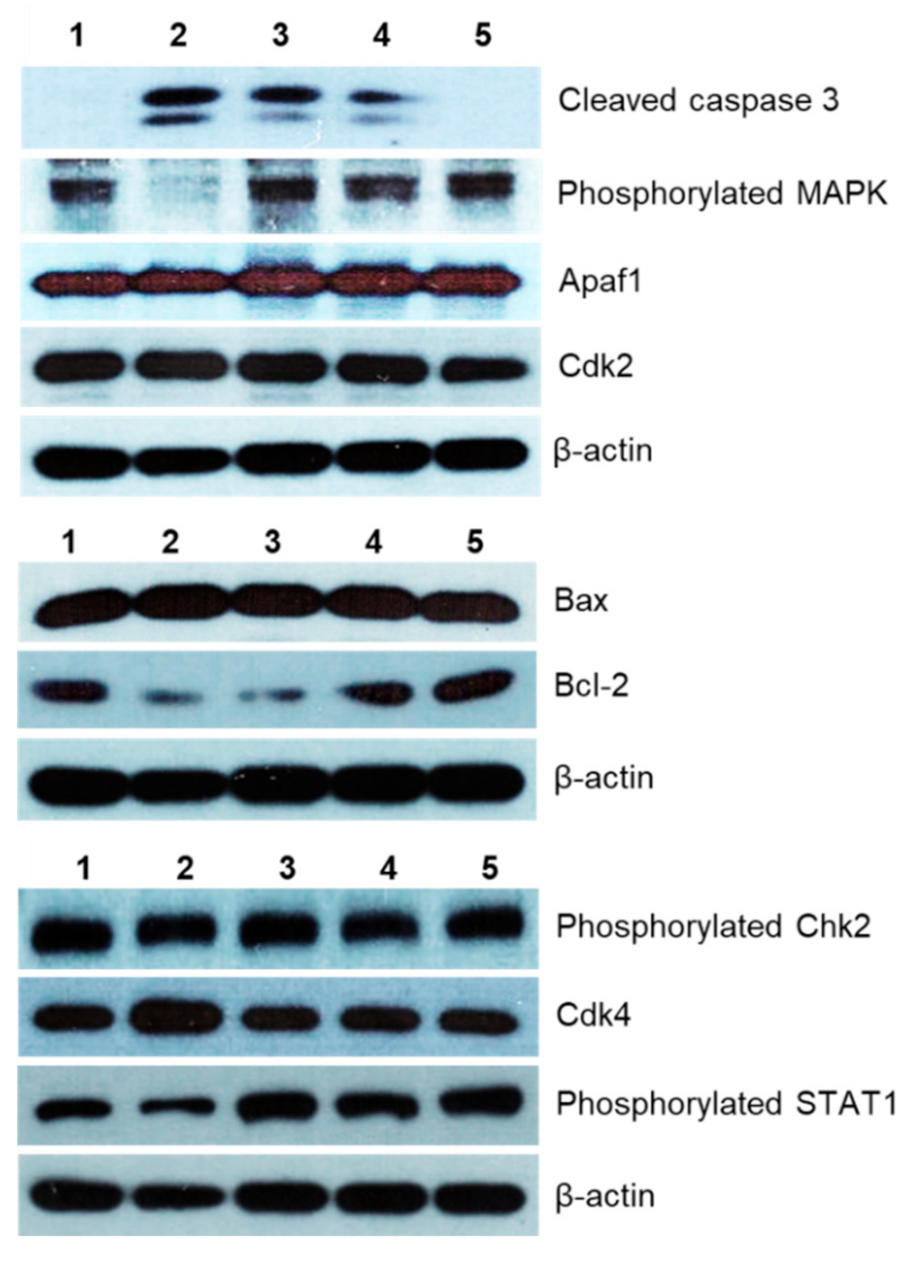 Scipharm 90 00007 g006