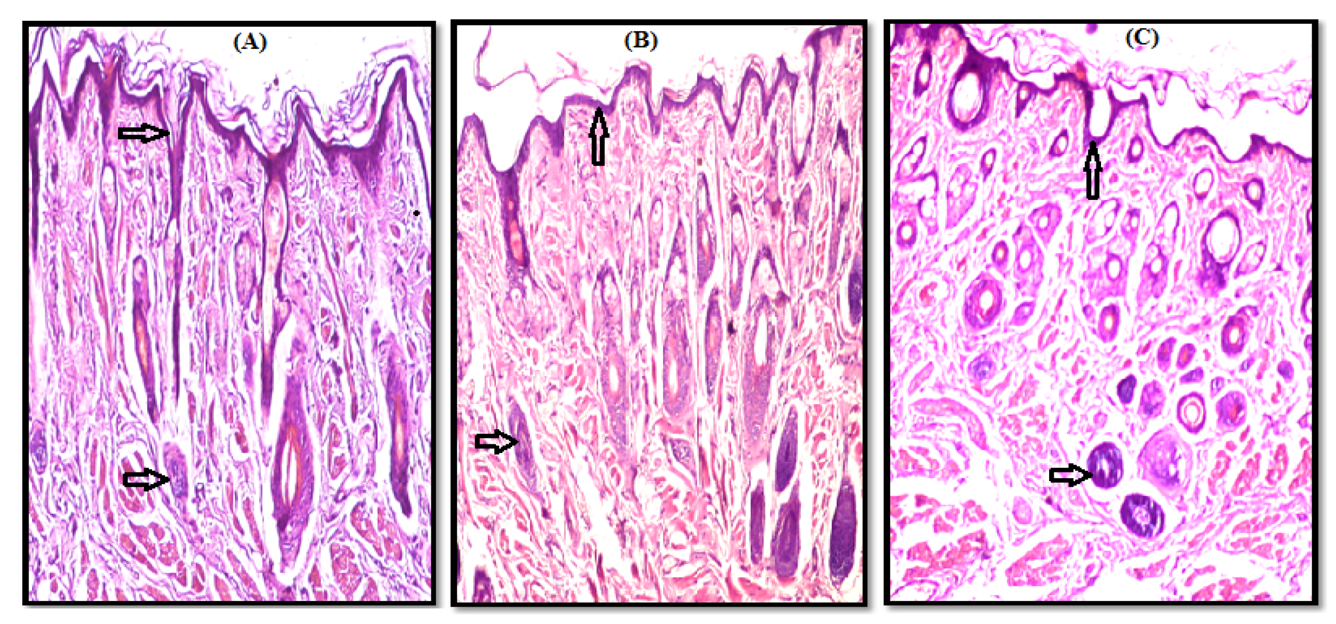 Scipharm 90 00008 g004