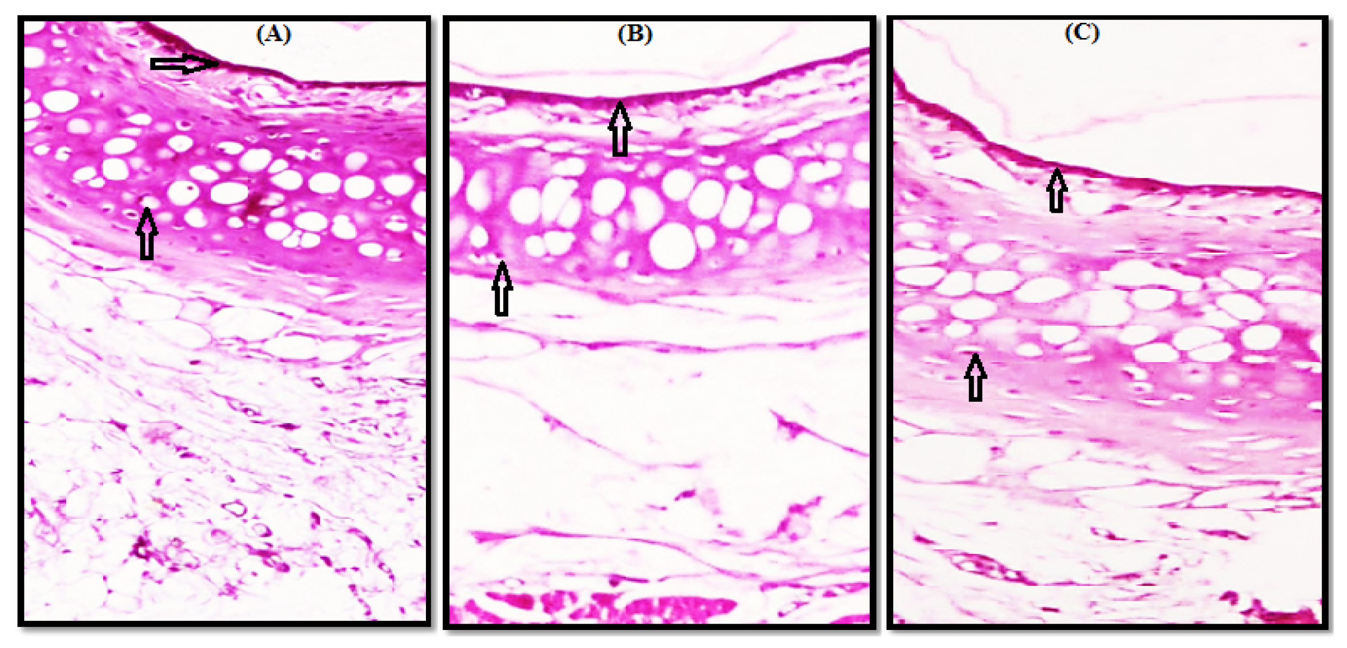 Scipharm 90 00008 g005