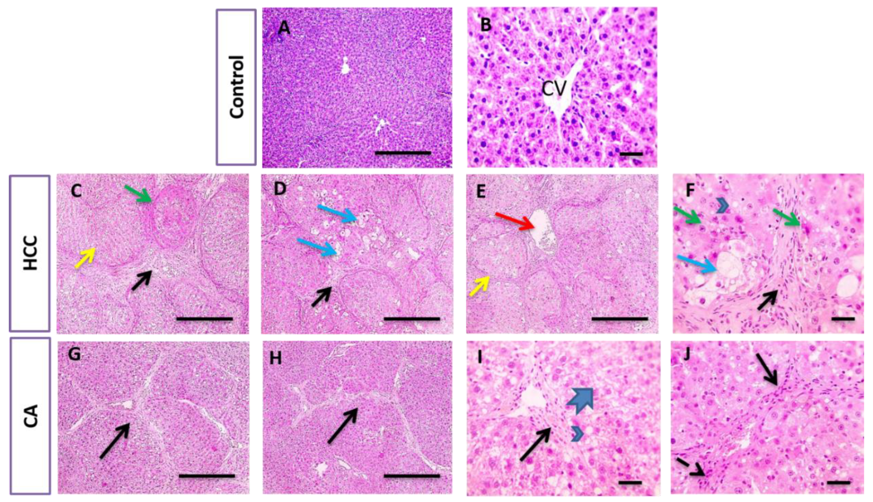 Scipharm 90 00022 g003 Scipharm 90 00022 g003