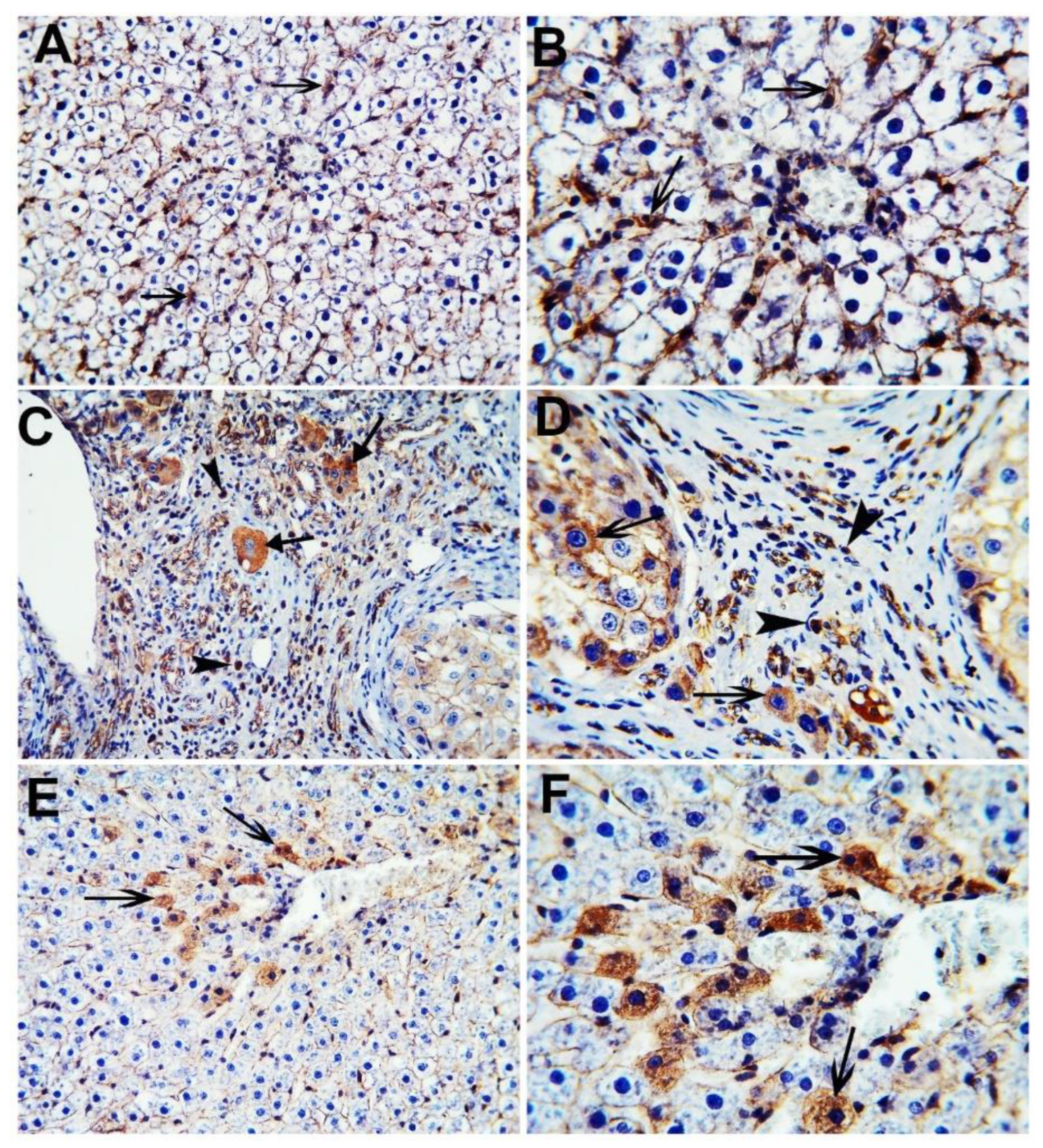 Scipharm 90 00022 g007 Scipharm 90 00022 g007