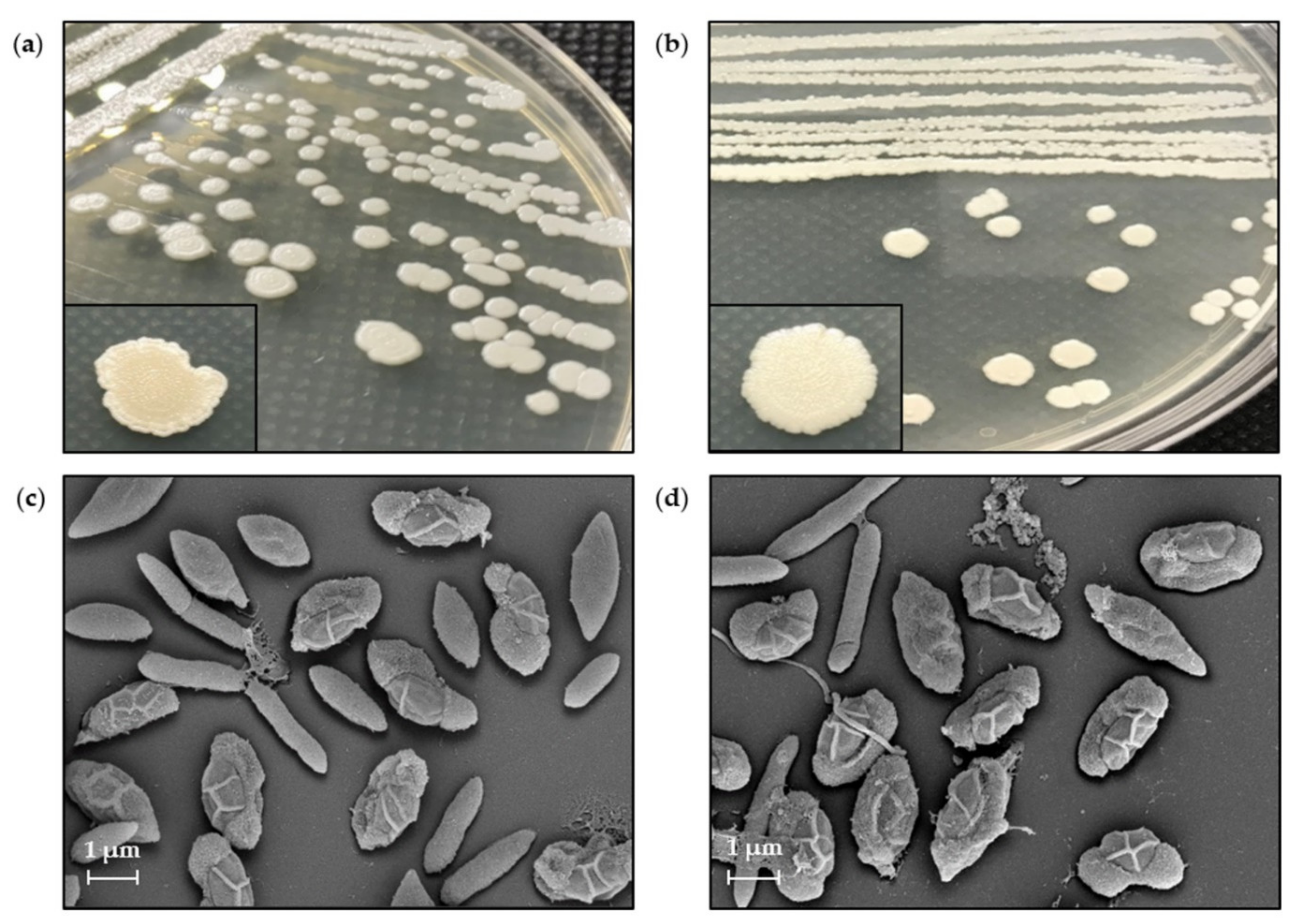 Scipharm 90 00023 g006