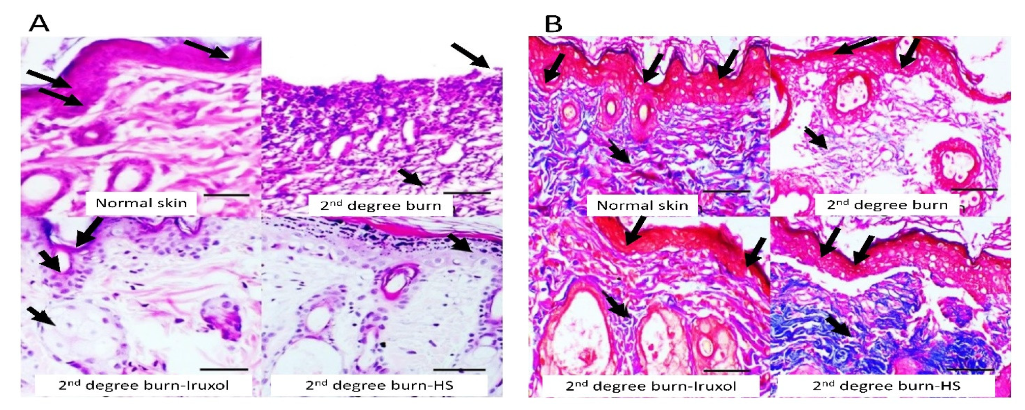 Scipharm 90 00041 g003