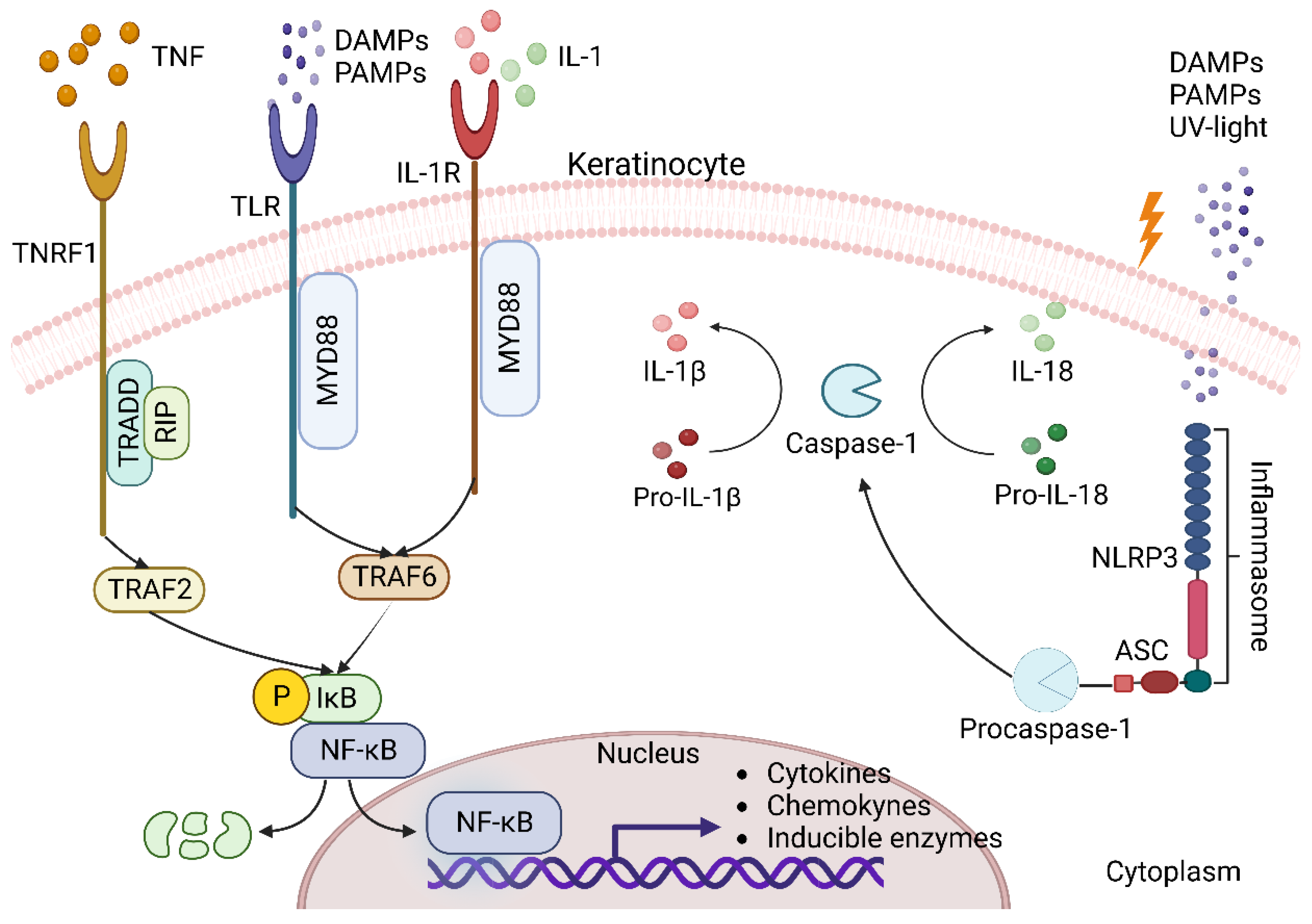 Scipharm 91 00020 g002