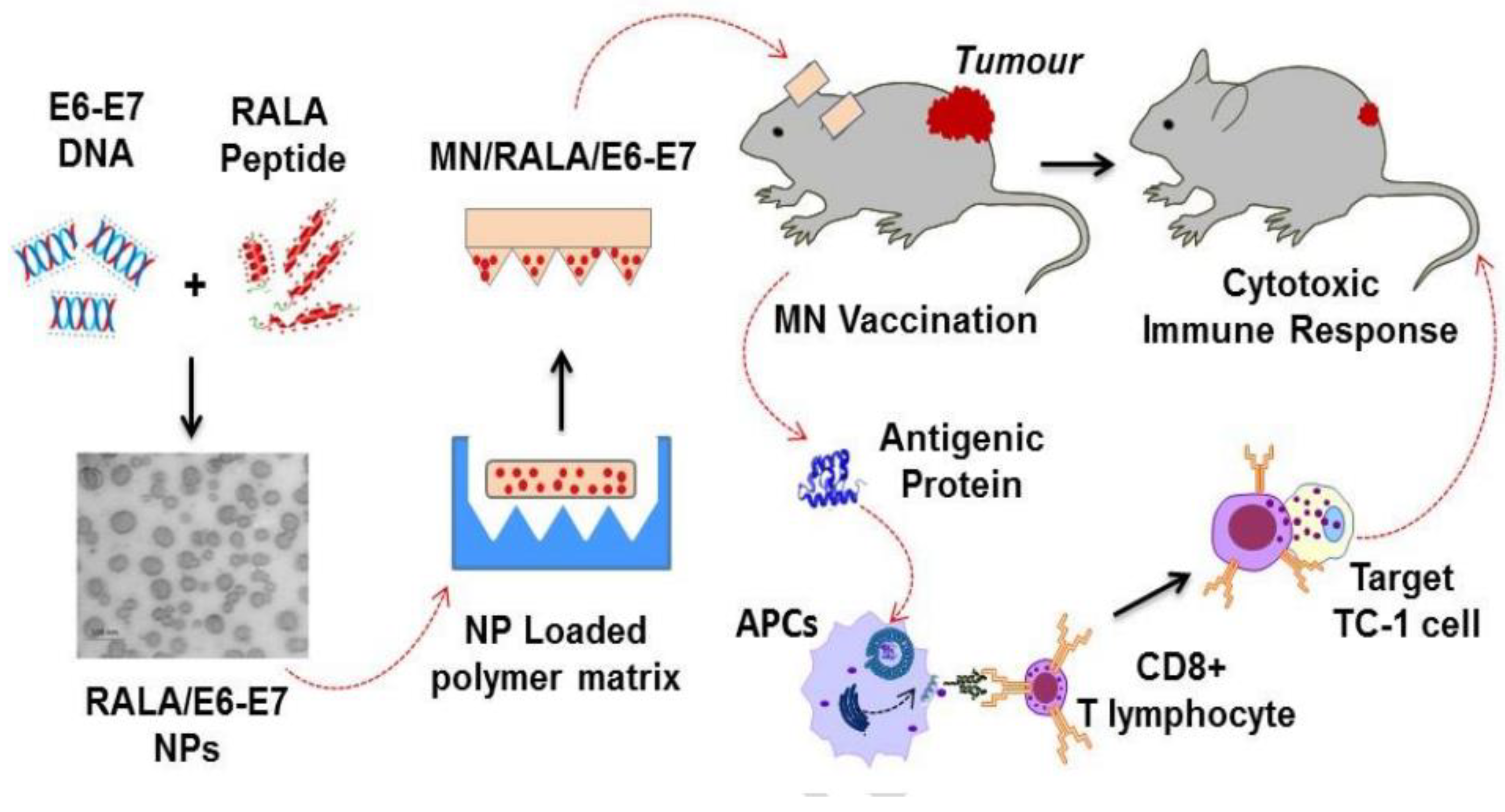Scipharm 91 00027 g017