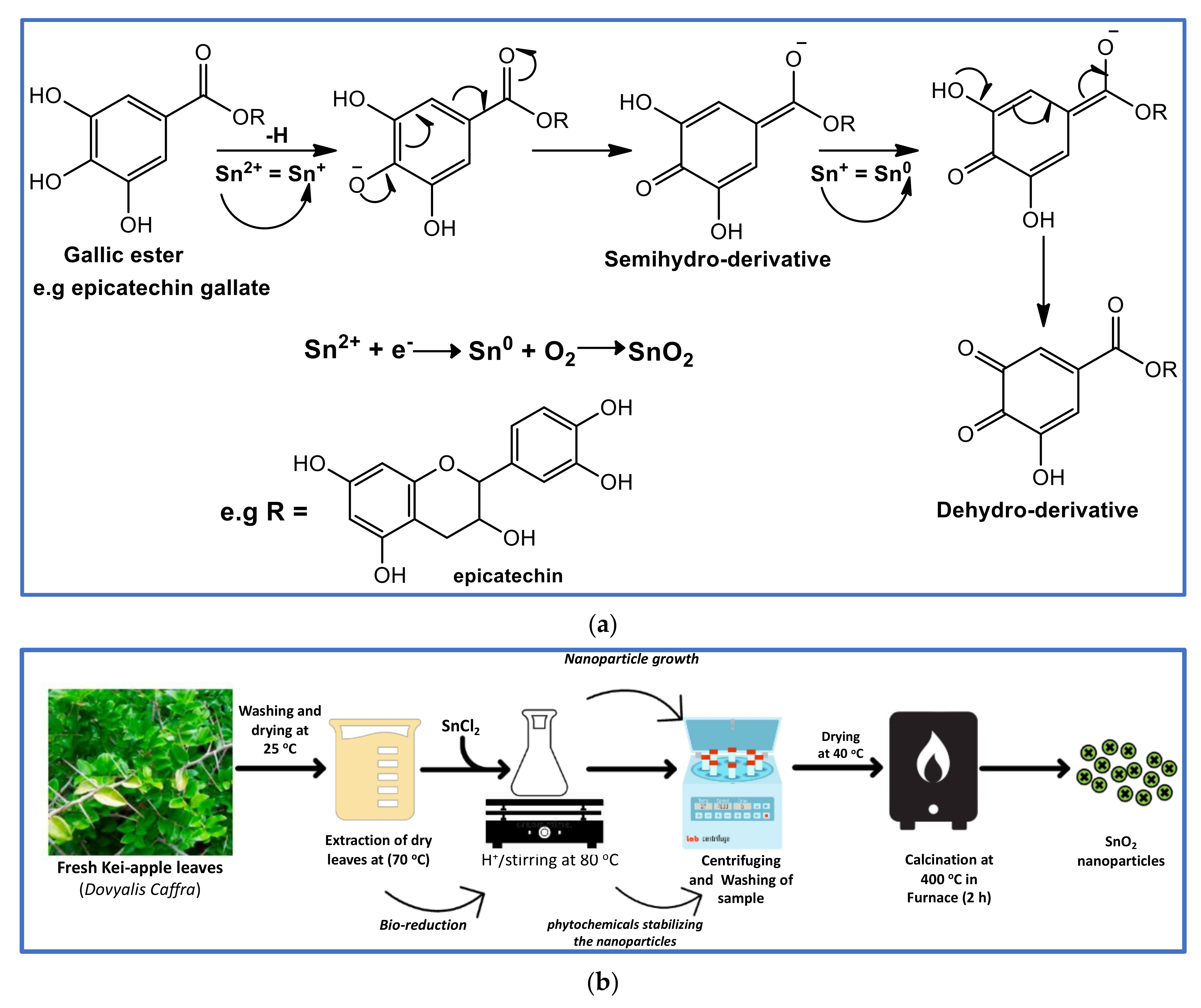 Scipharm 91 00034 g001
