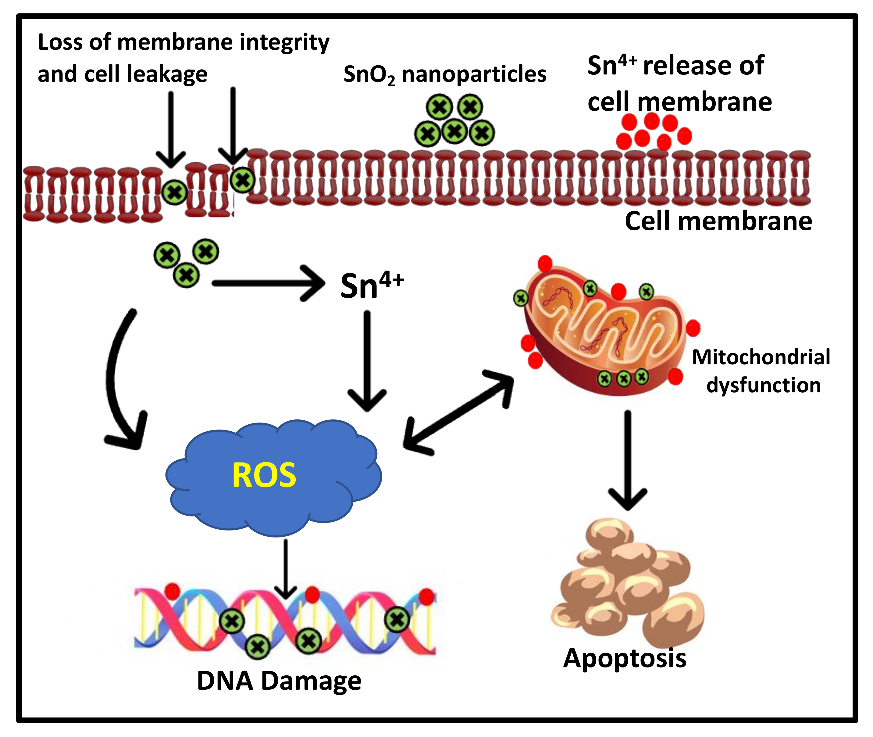Scipharm 91 00034 g004