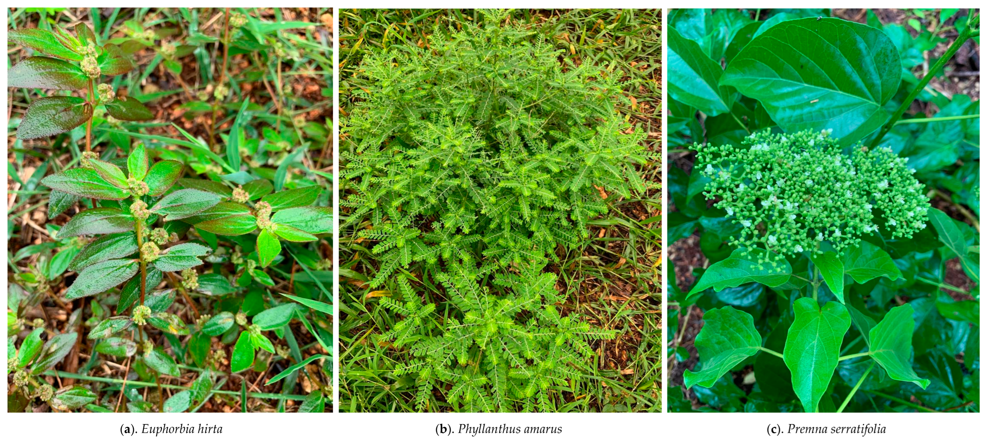 Scipharm 91 00043 g001a