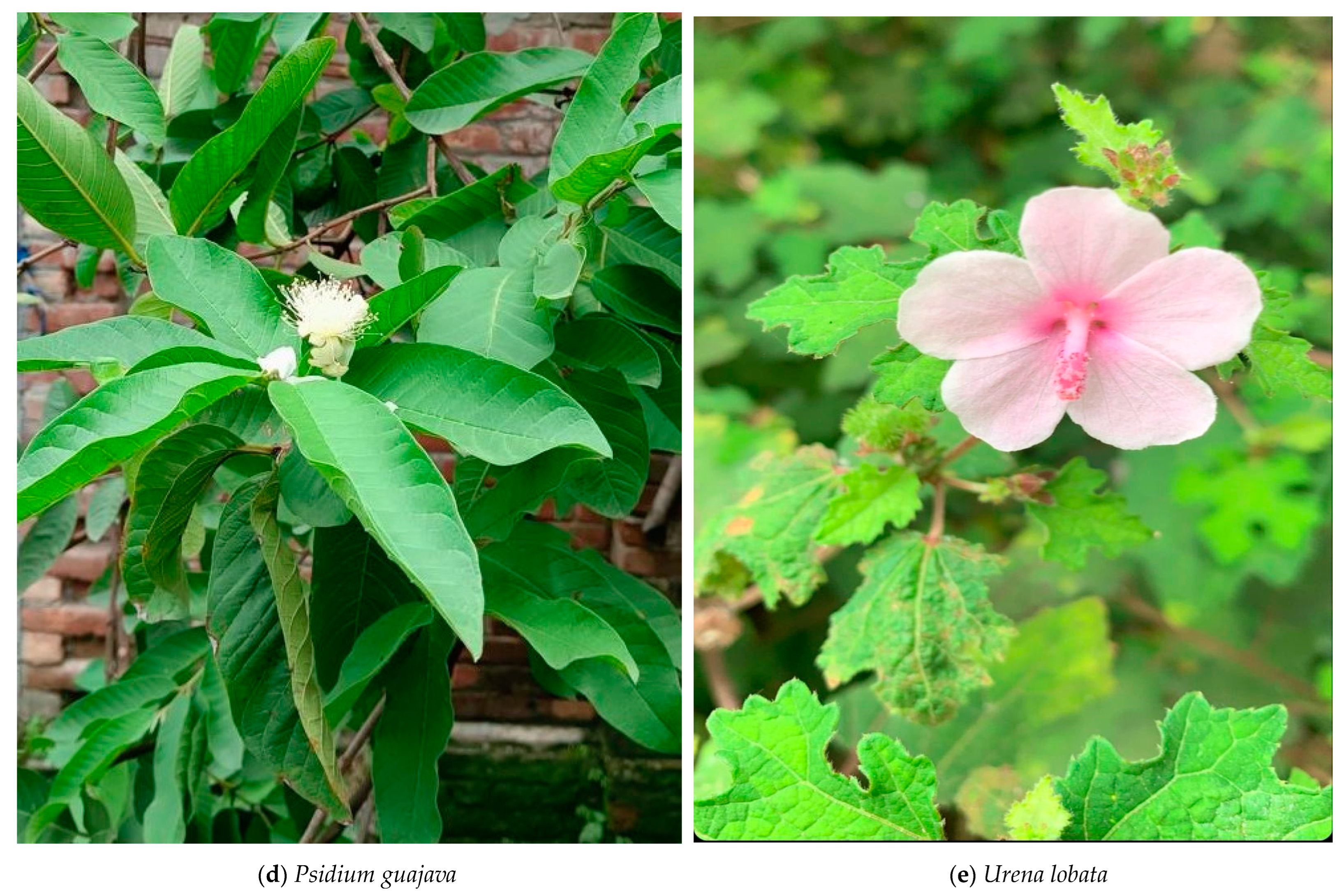 Scipharm 91 00043 g001b