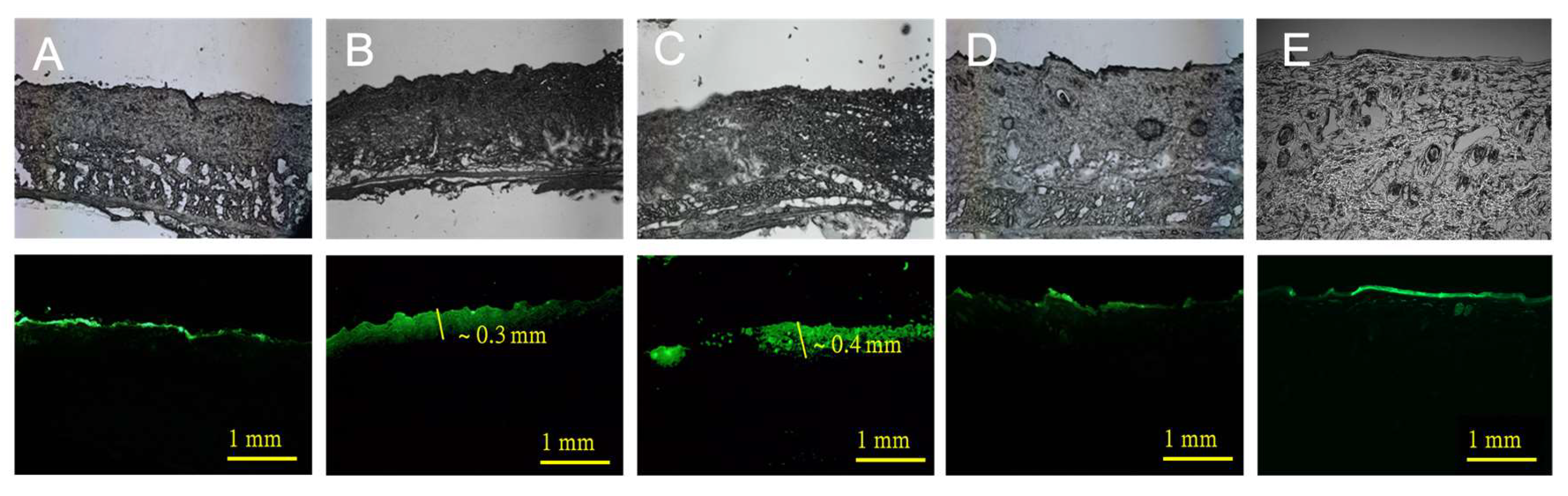 Scipharm 92 00026 g004