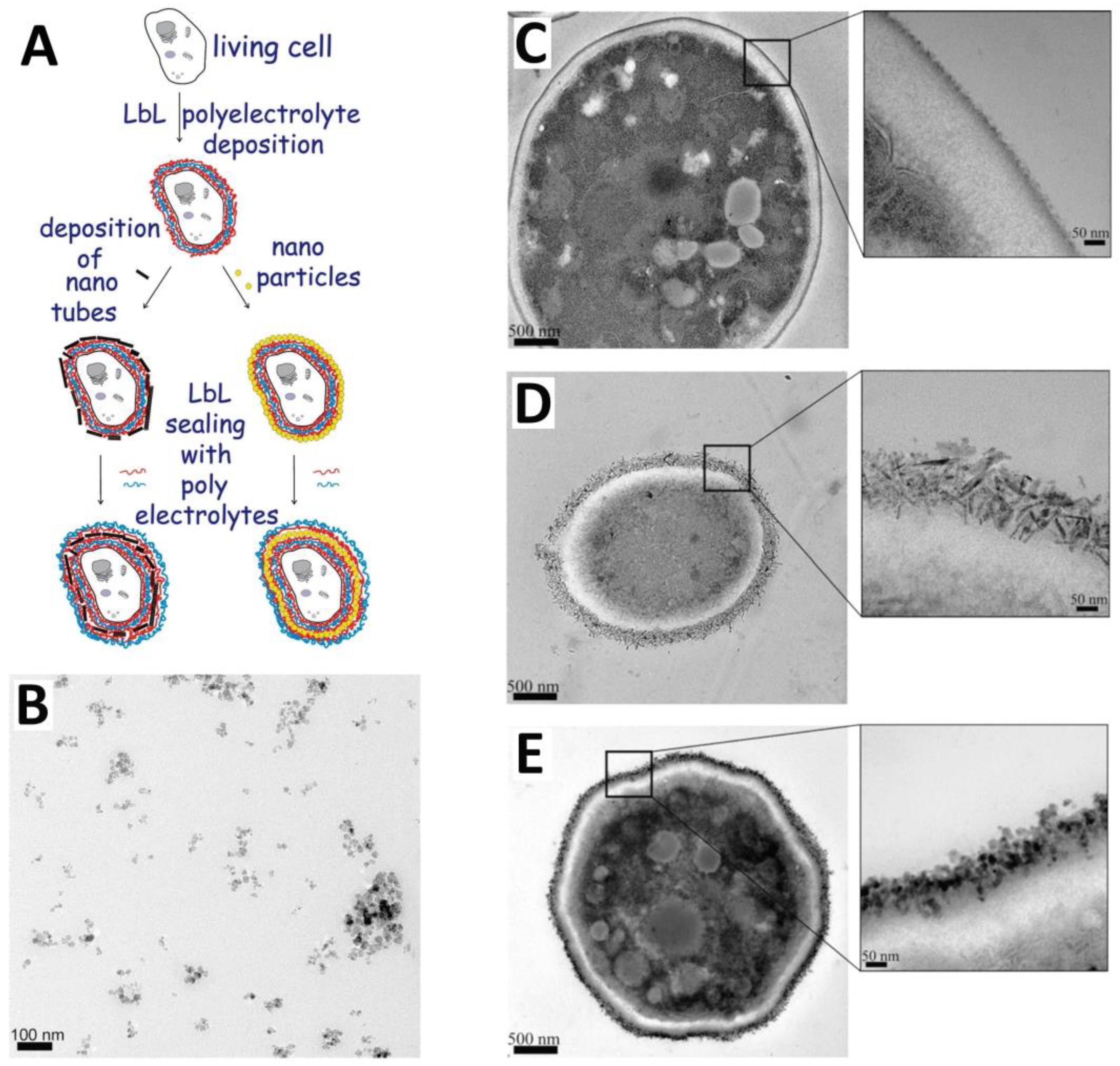 Scipharm 92 00028 g003
