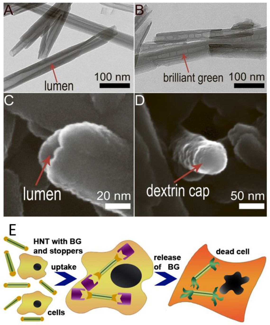 Scipharm 92 00028 g008