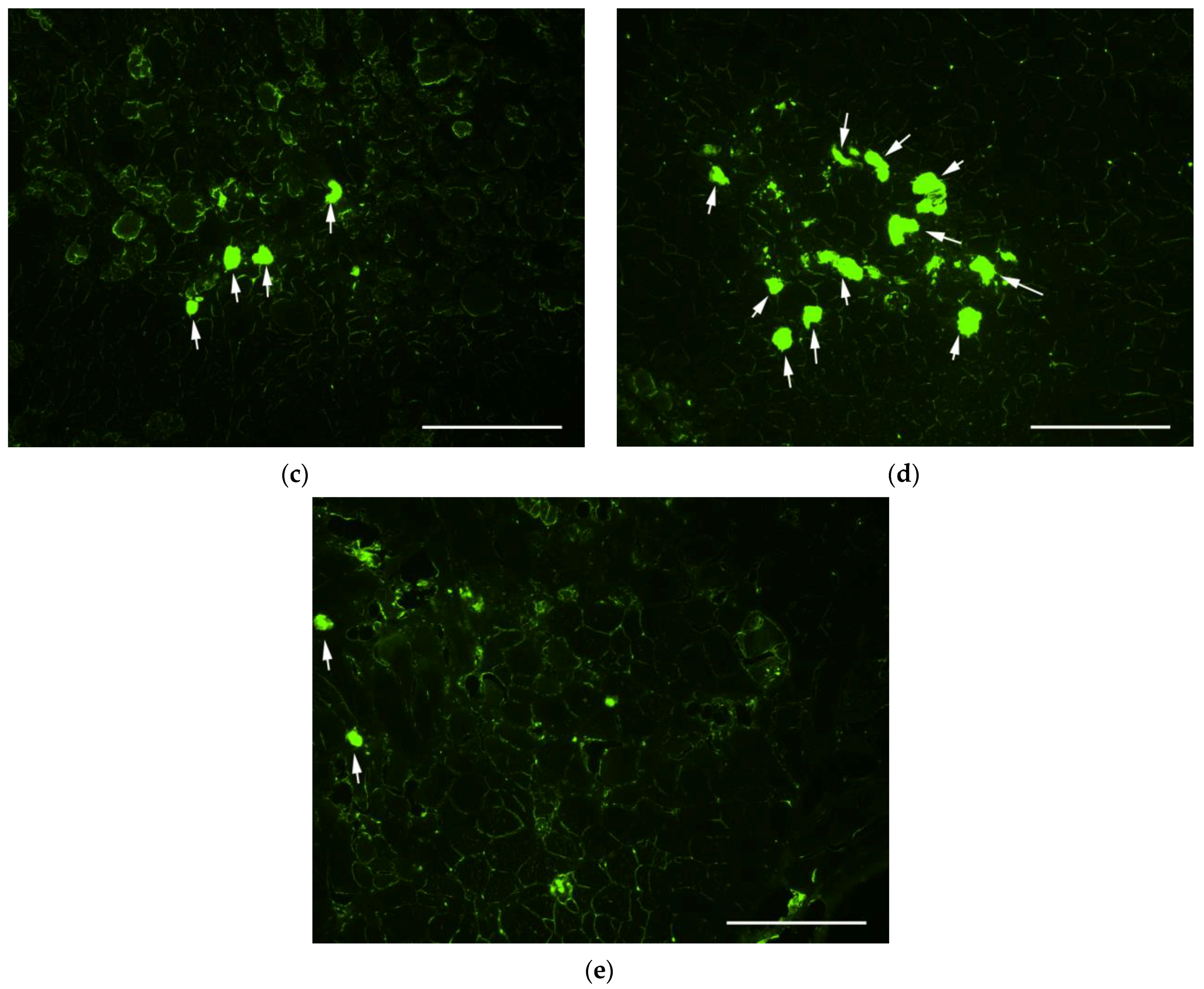 Scipharm 92 00051 g006b