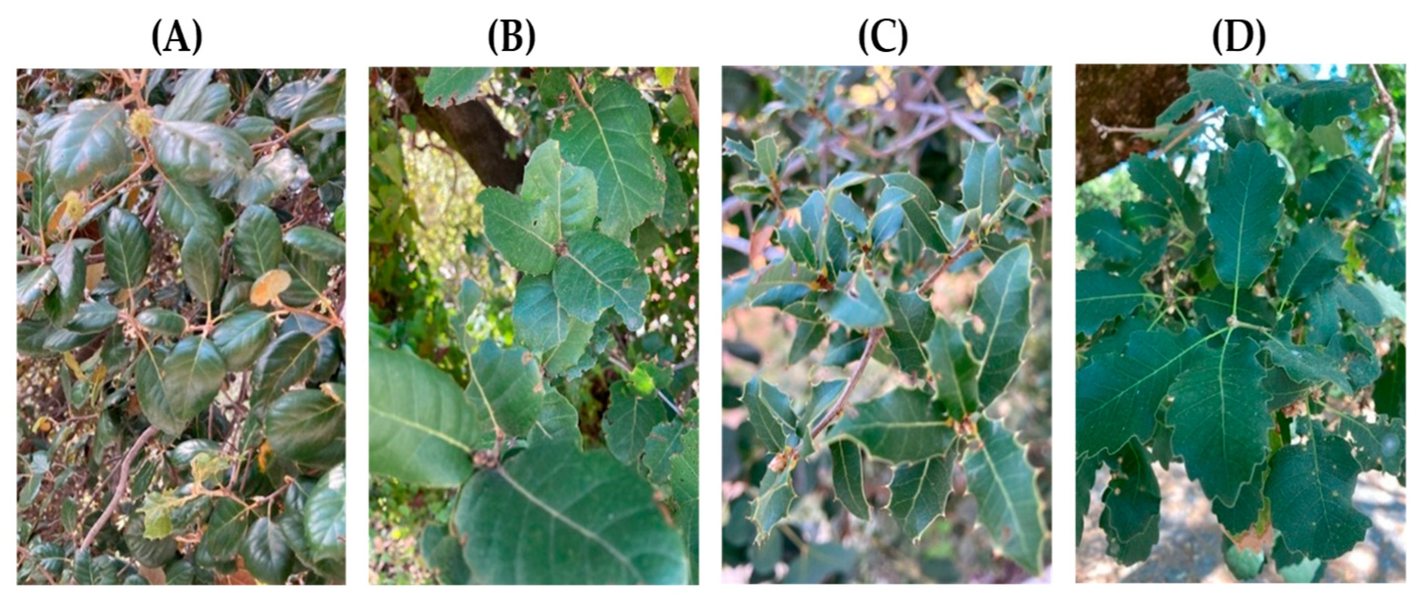 Scipharm 93 00039 g002