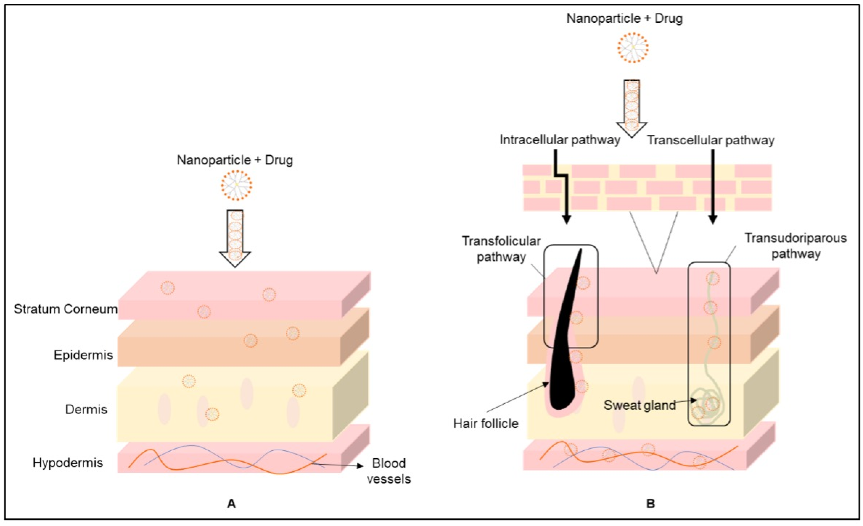 Scipharm 94 00003 g008