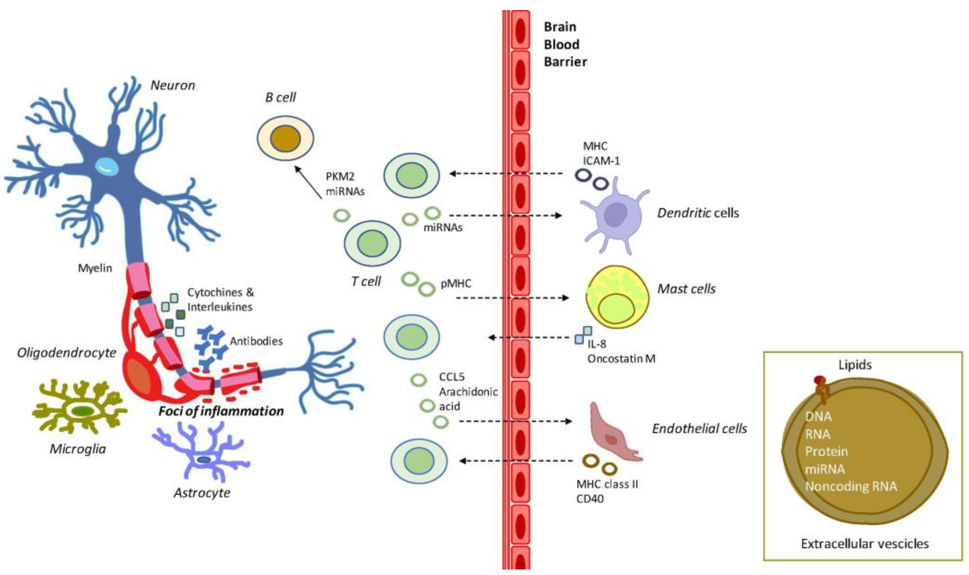 Sclerosis 01 00011 g001