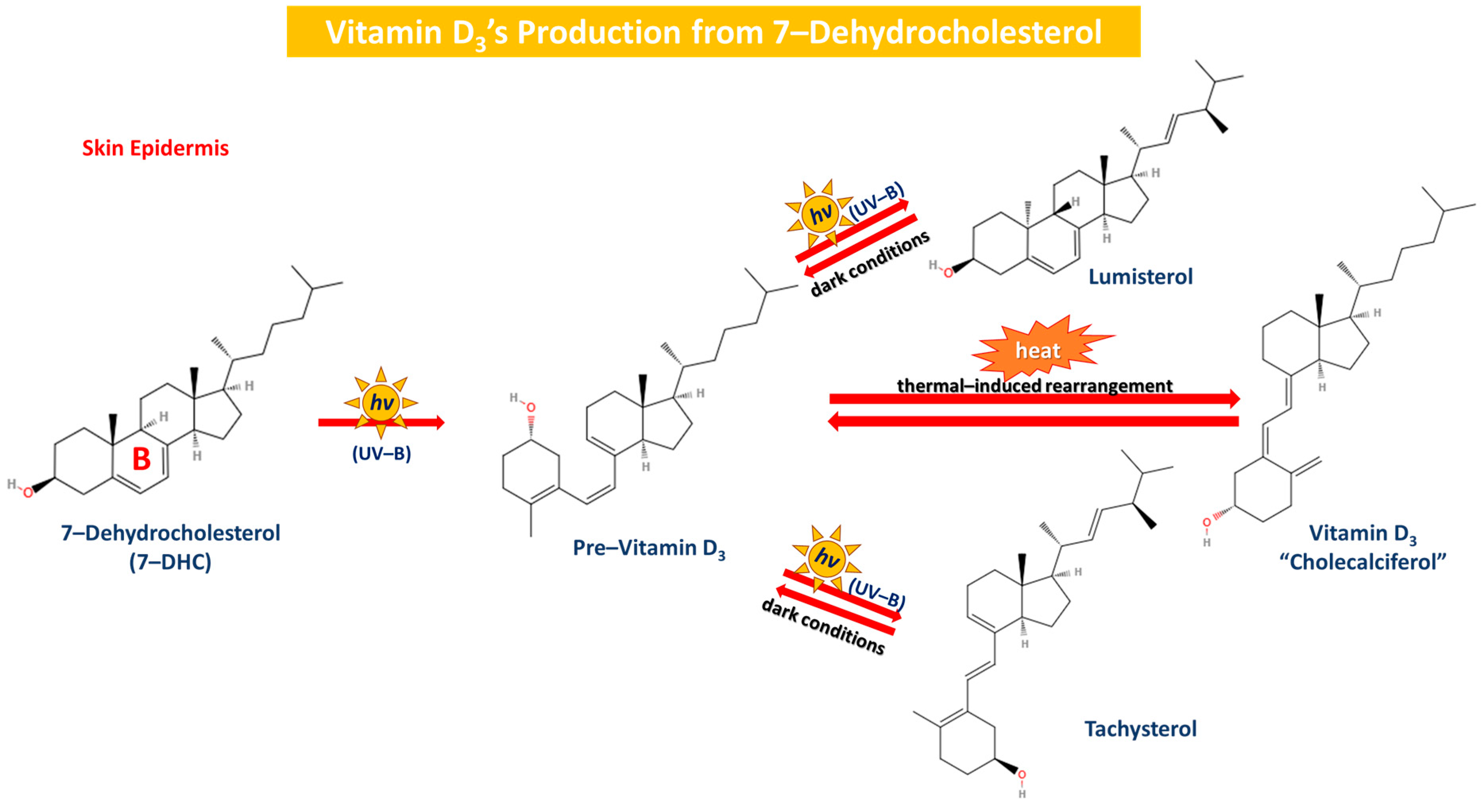 Sclerosis 02 00015 g004