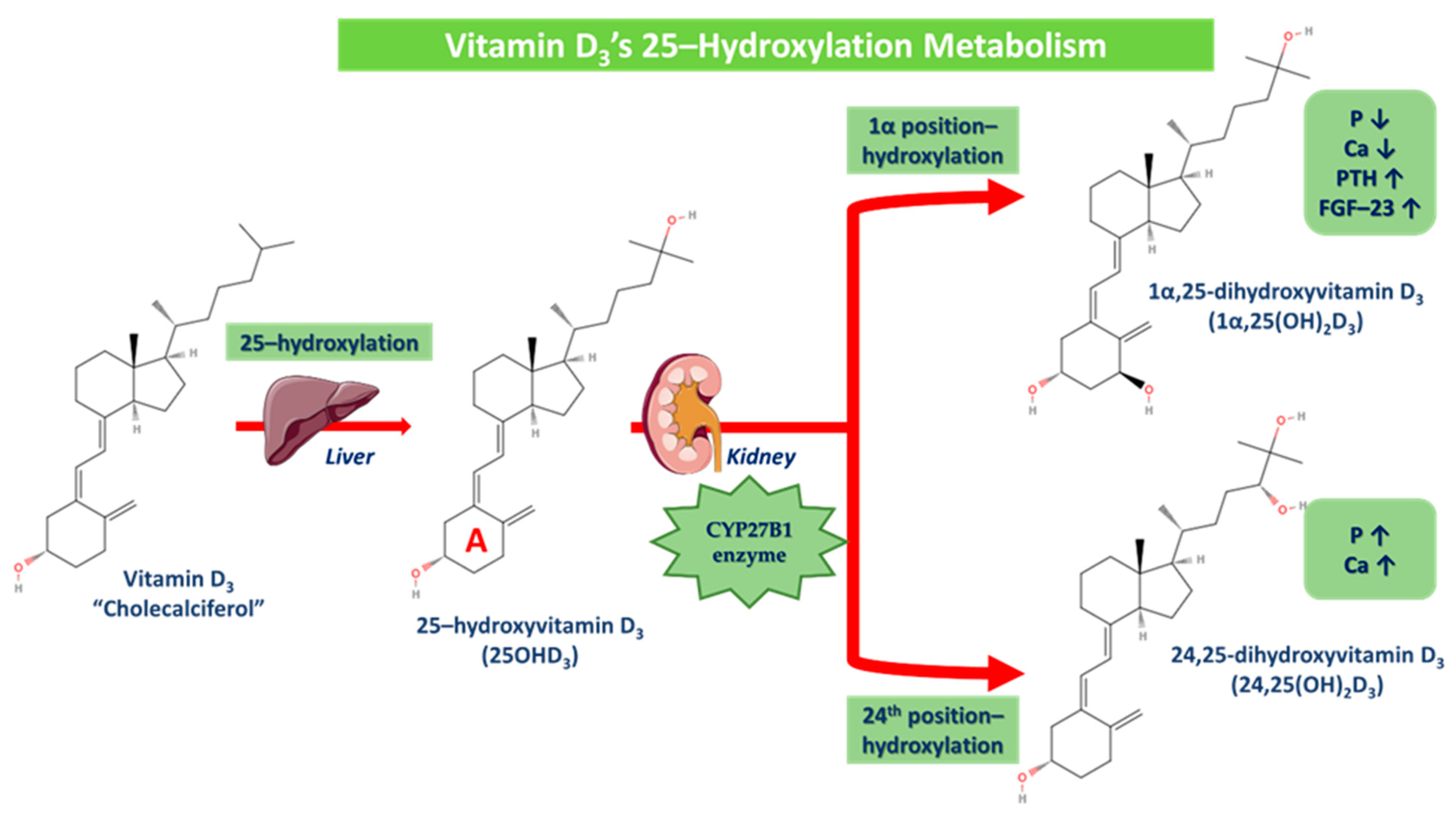 Sclerosis 02 00015 g005
