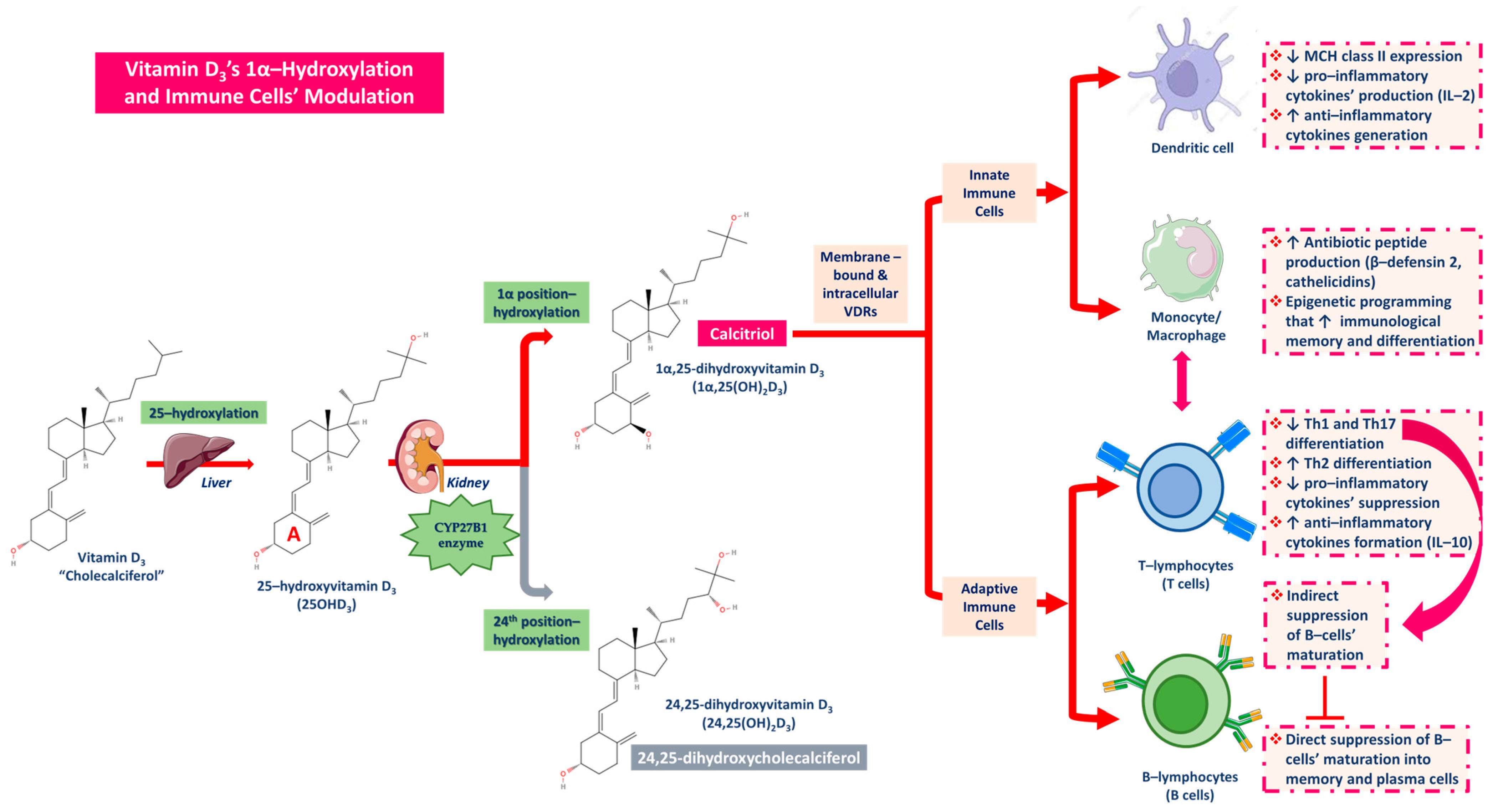 Sclerosis 02 00015 g007