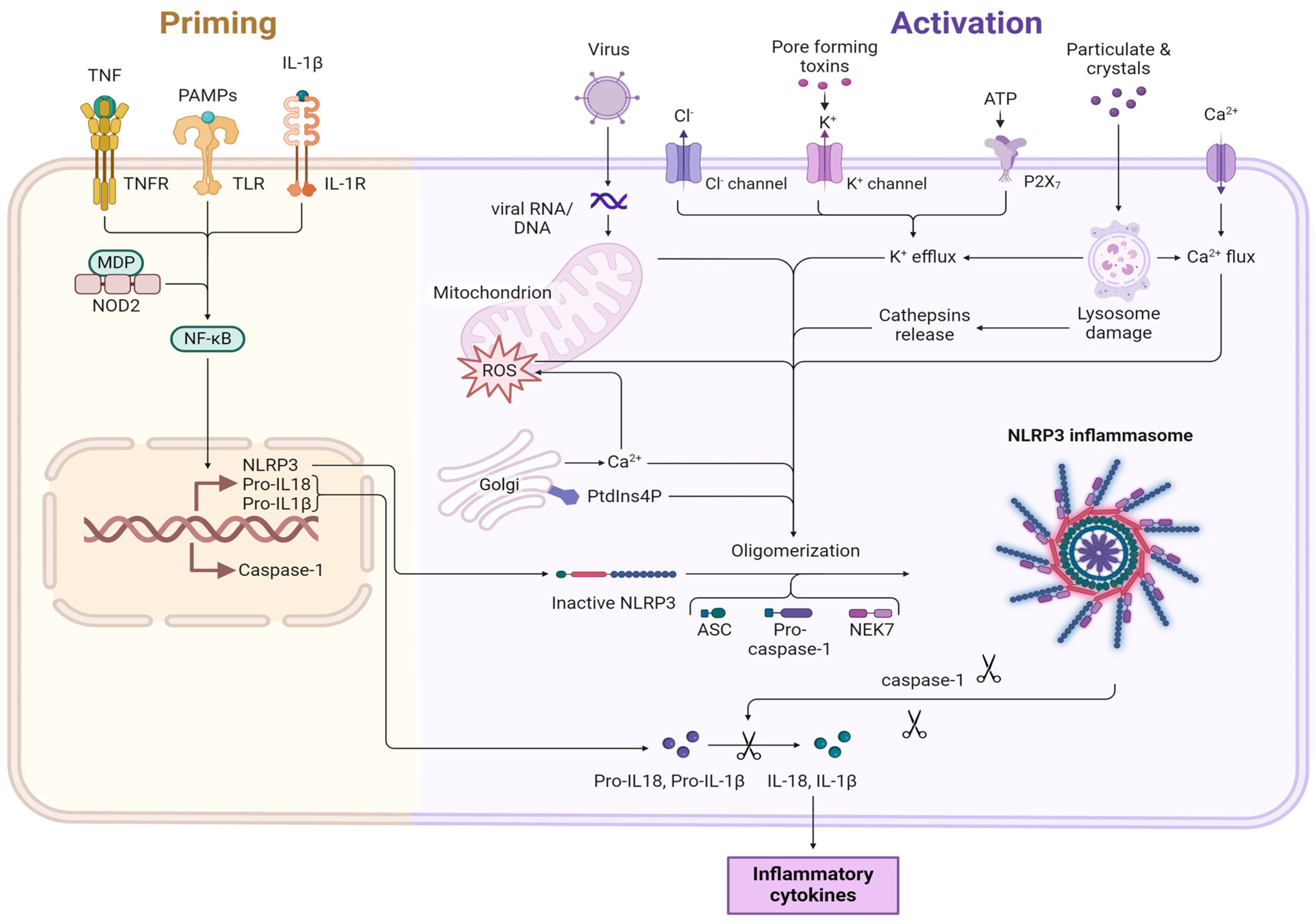 Sclerosis 02 00025 g001 Sclerosis 02 00025 g001