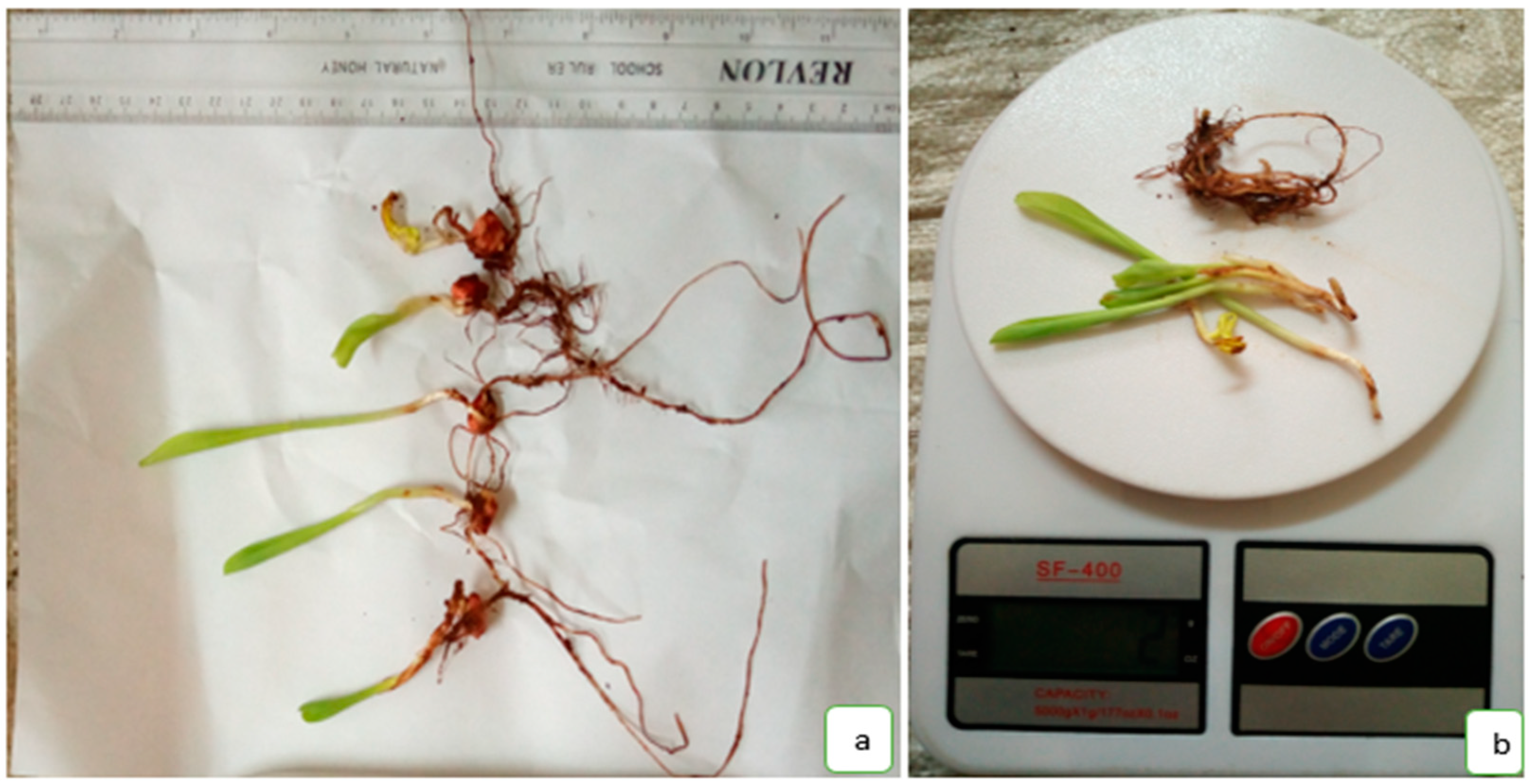 Seeds 02 00003 g003 Seeds 02 00003 g003